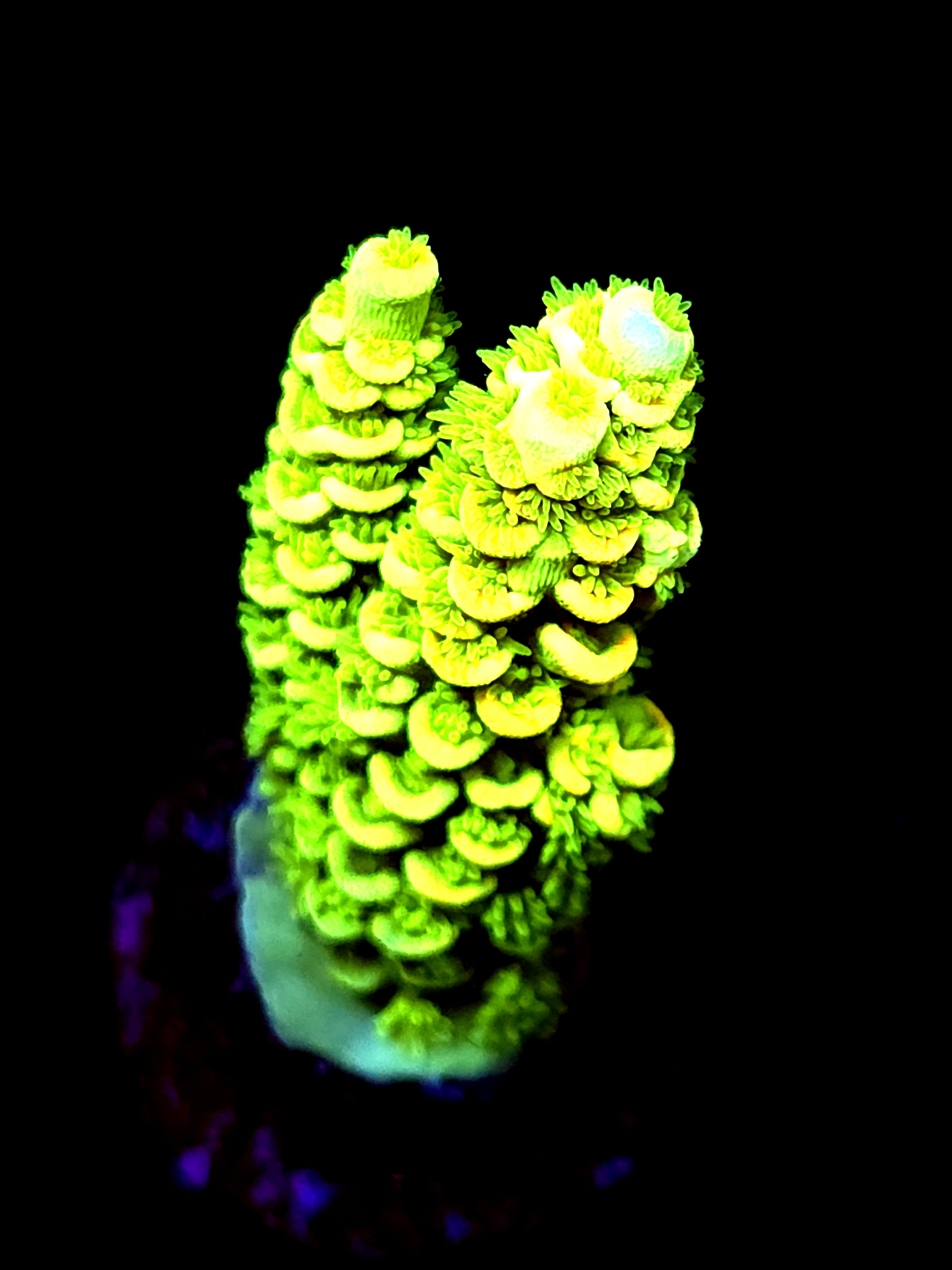 SBB "No Name" Acro Medium 2 Branch