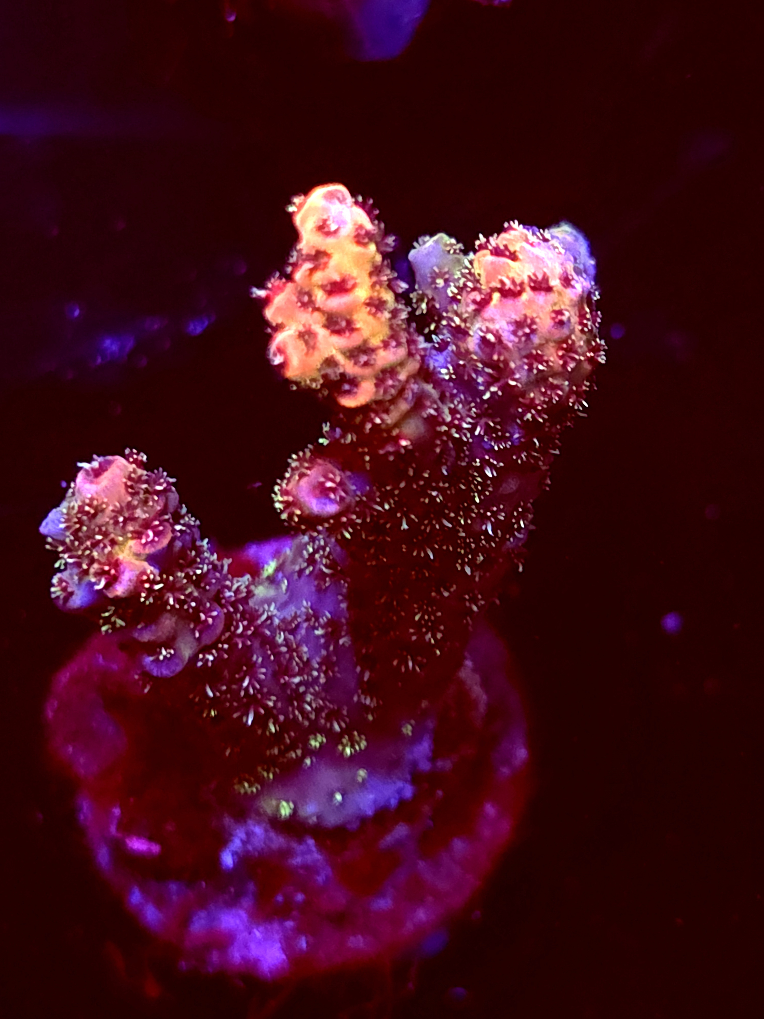 SBB "Ocean Fans" Acro Medium Multibranch