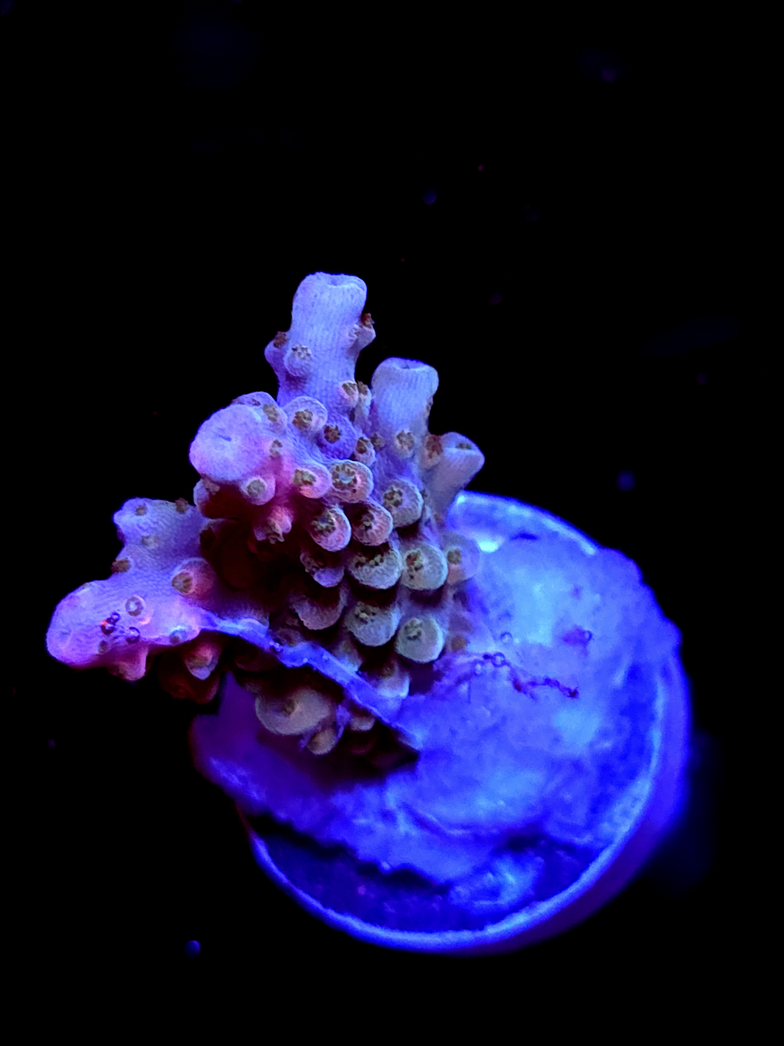 SBB "Afterburner" Acro Small 2 Branch