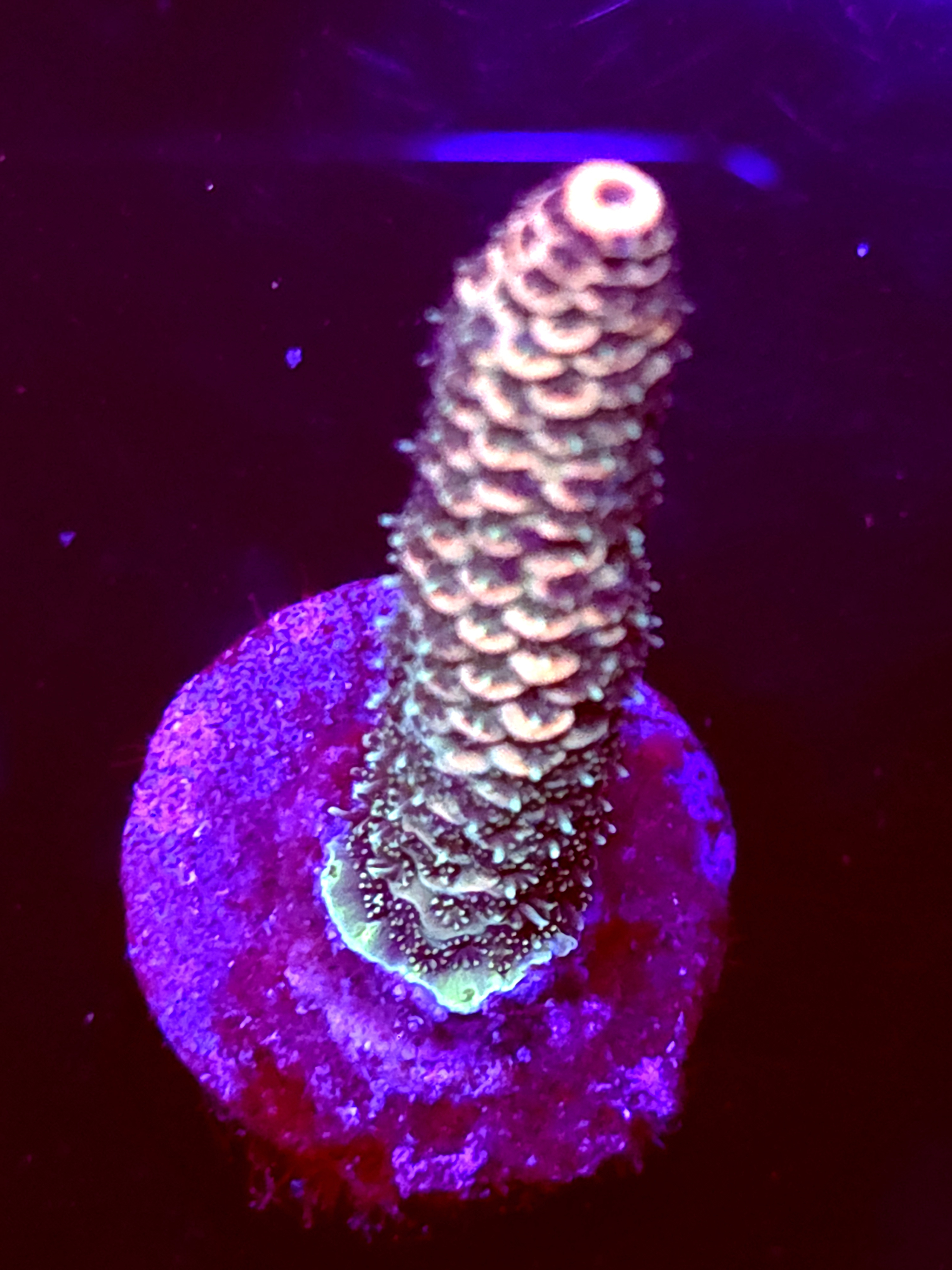 SBB "Meteor Burst" Acro Large Branch