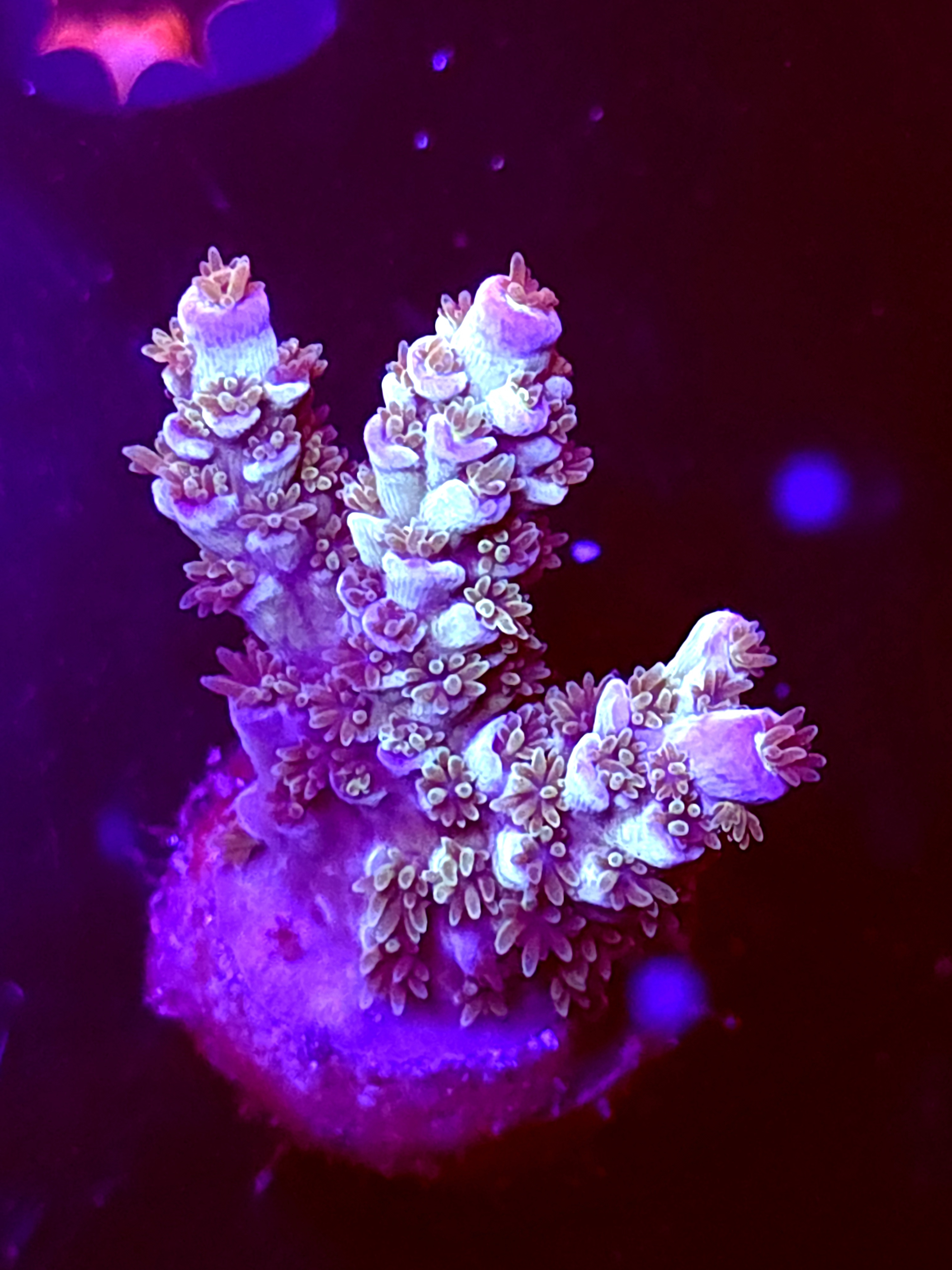 SBB "Helix Burn" Acro Medium 3 Branch