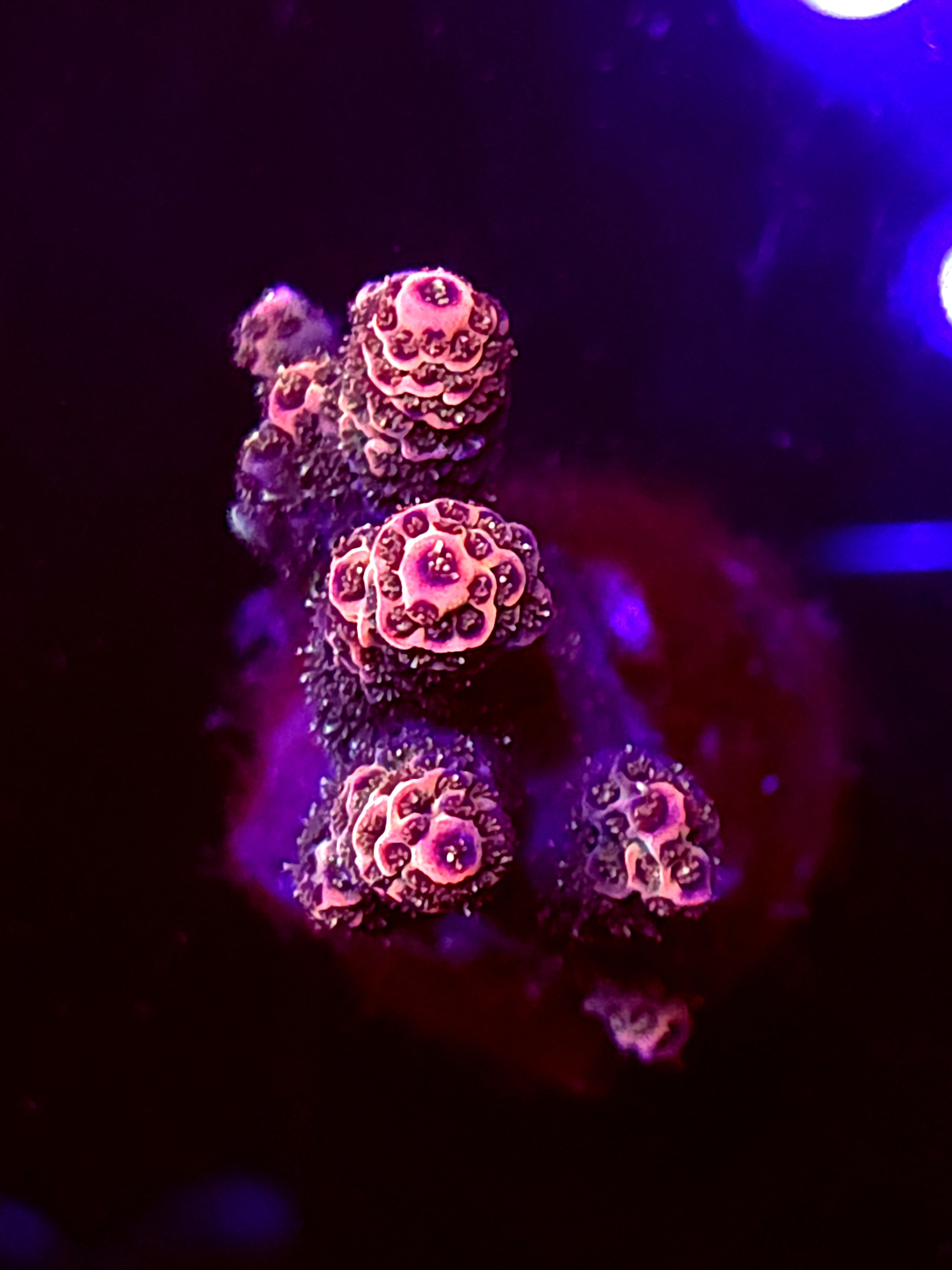 SBB "Cosmic Fizz" Acro Large Multibranch