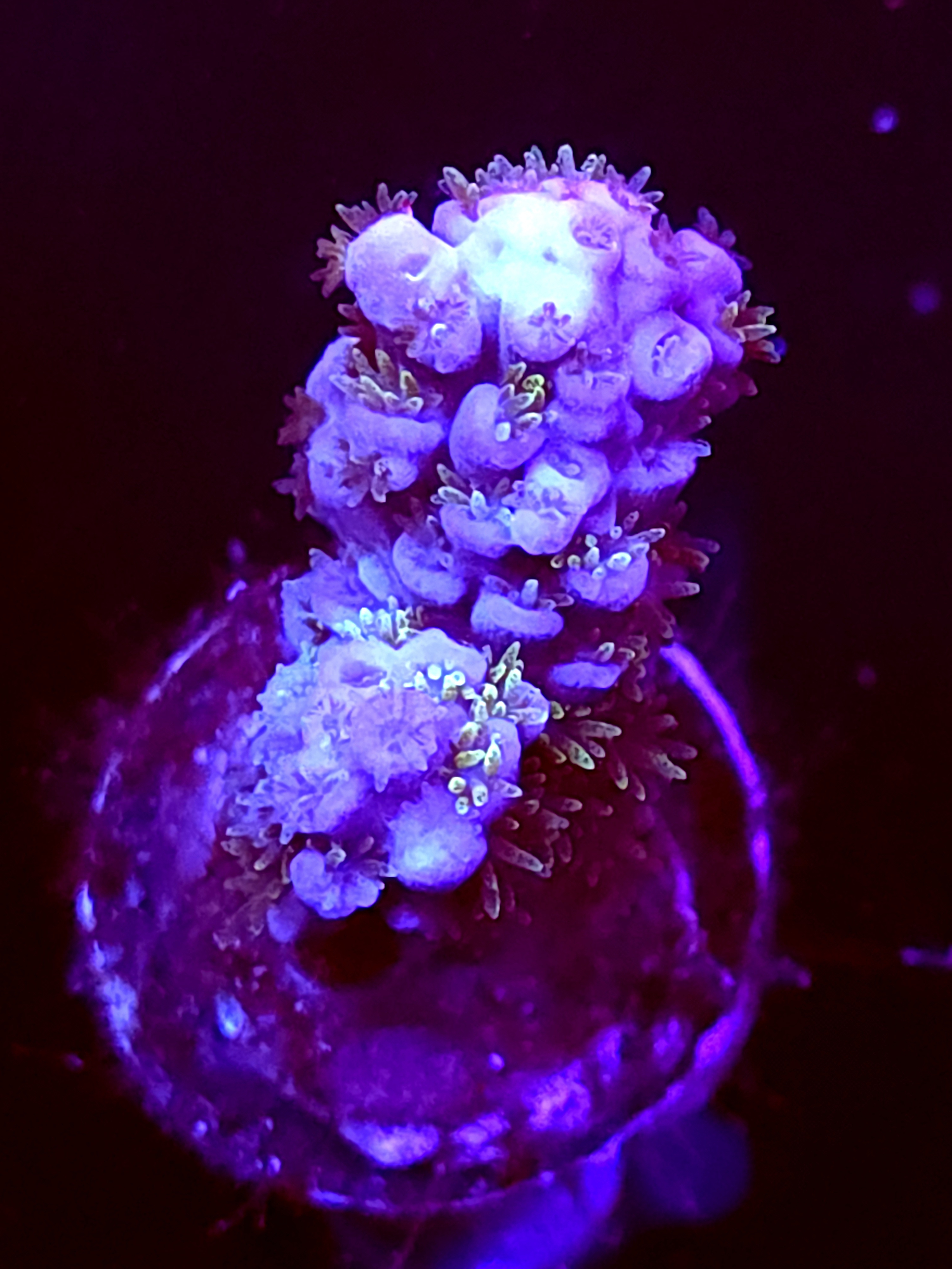 SBB "Gummy Vibe" Acro Medium Branch