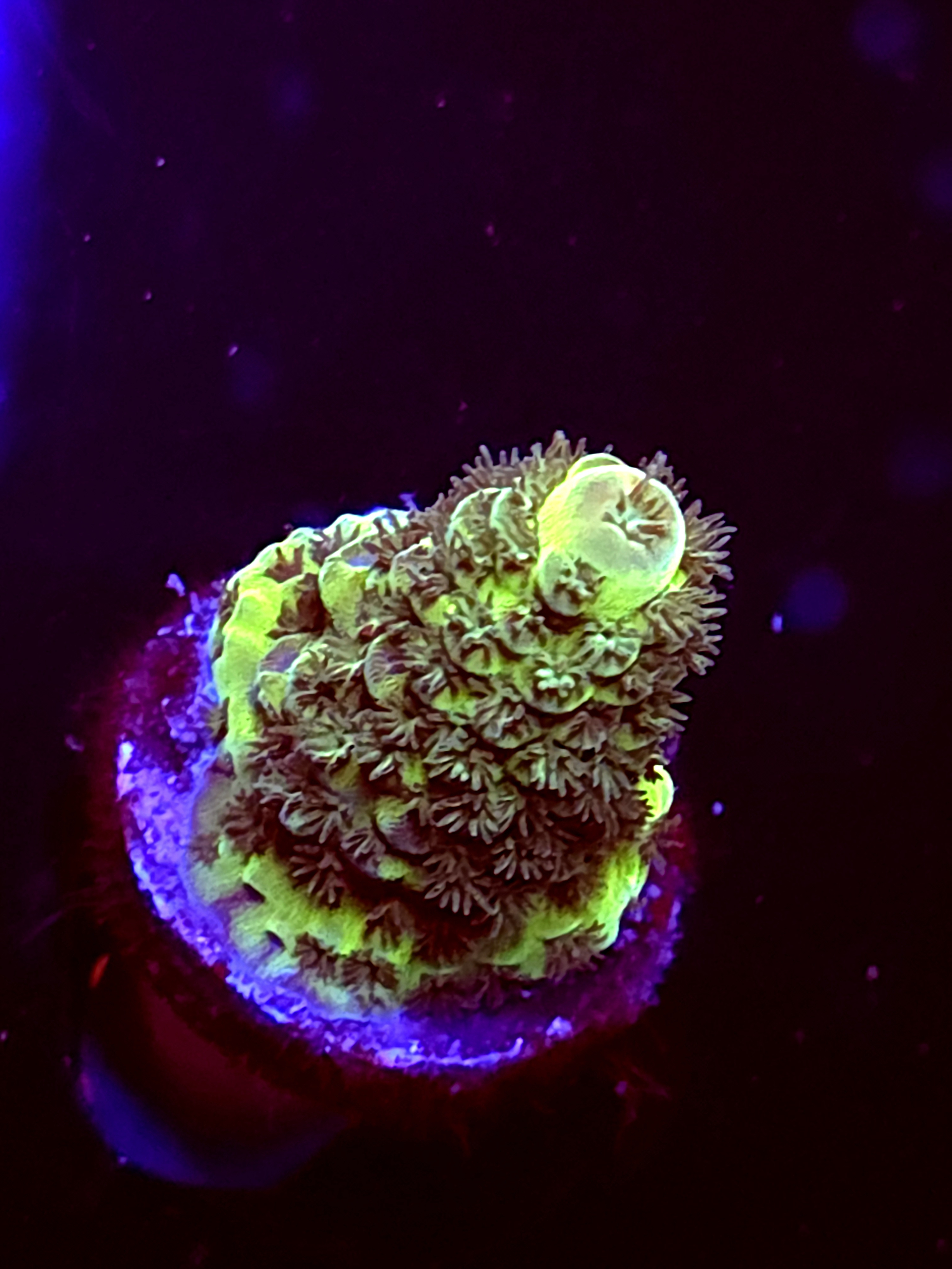 SBB "Marsh Tide" Acro Medium Crusted