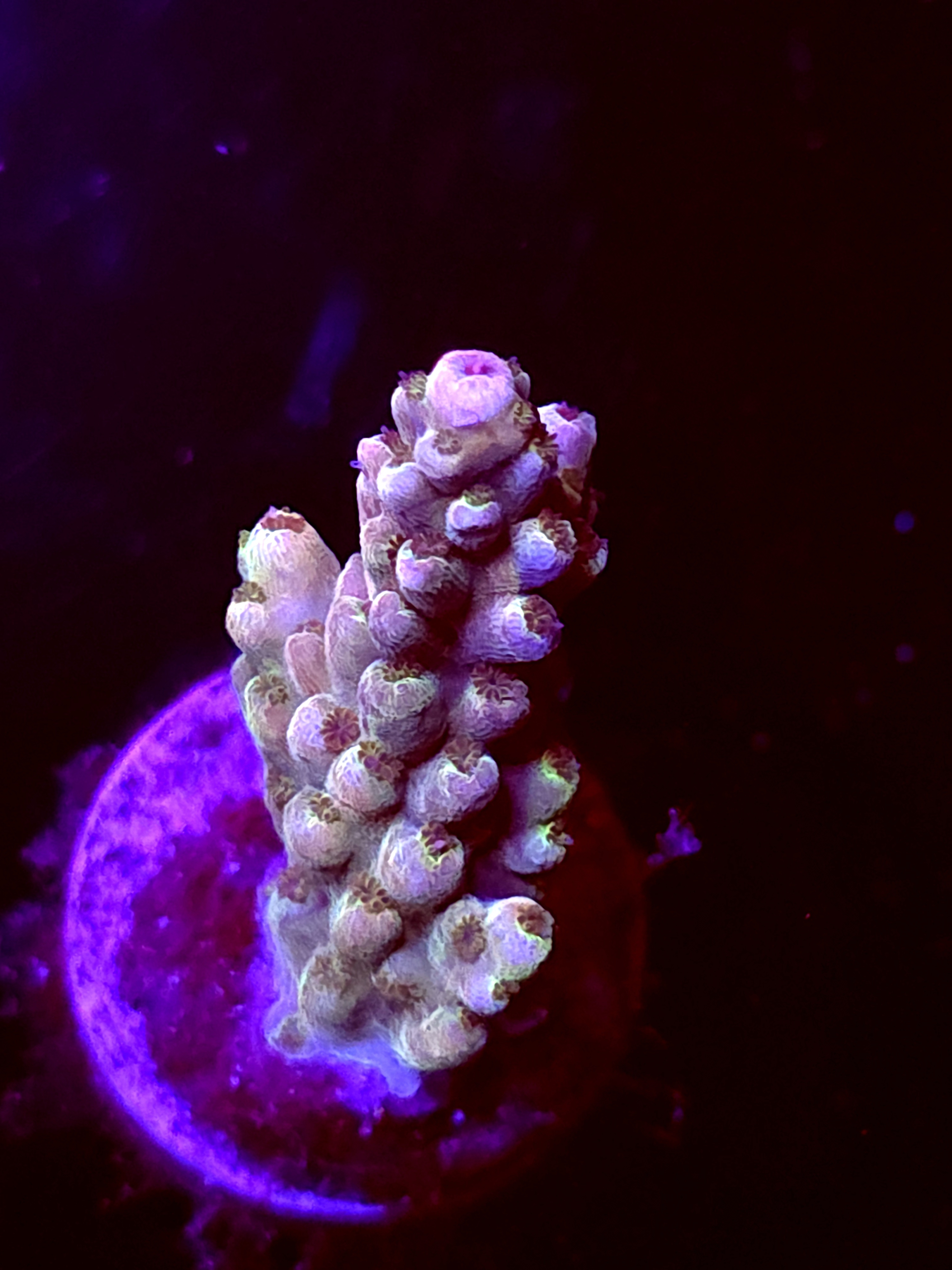 SBB "Shattered Prism" Acro Medium Branch