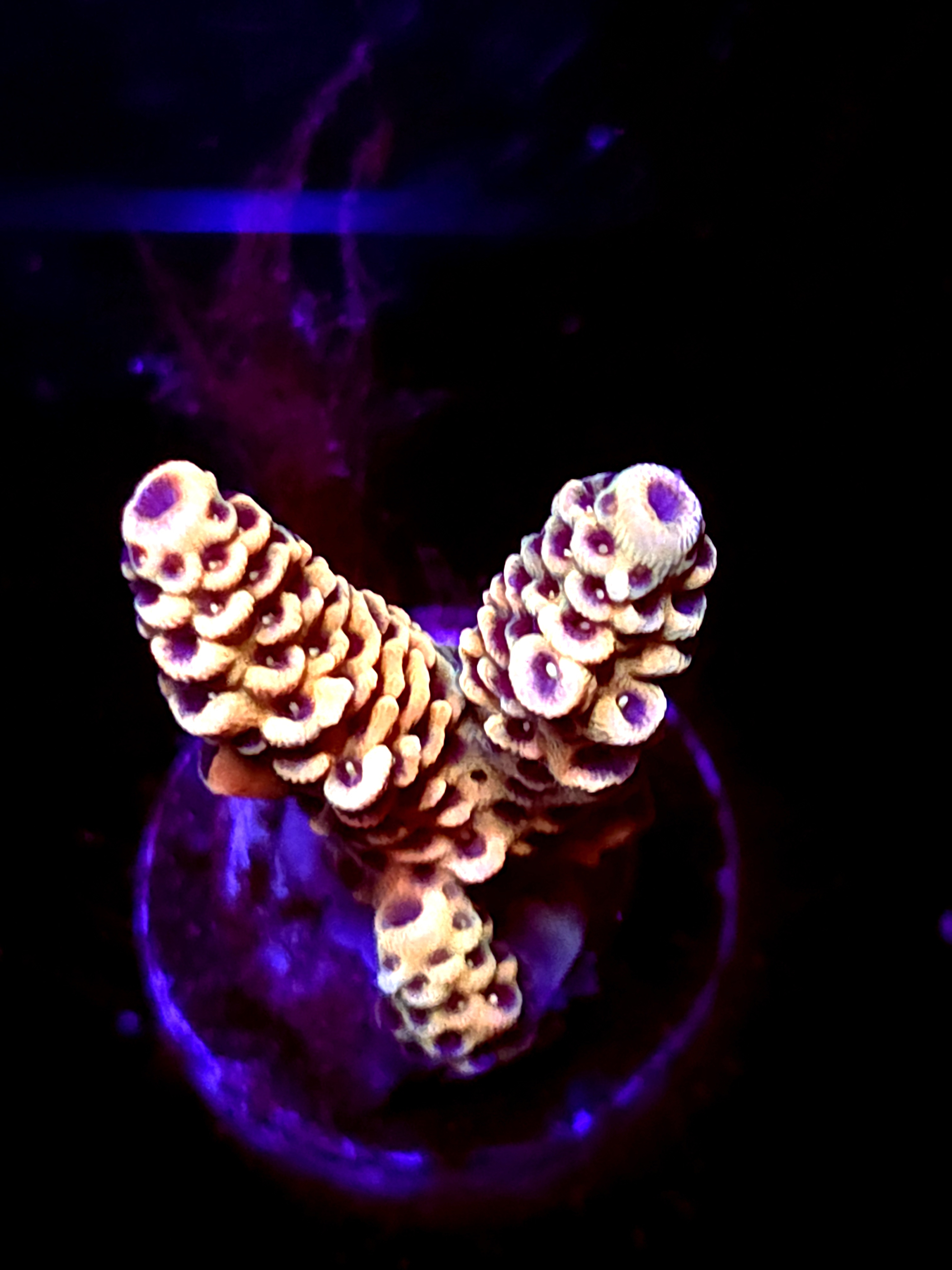 SBB "Berry Pulse" Acro Medium 2 Branch