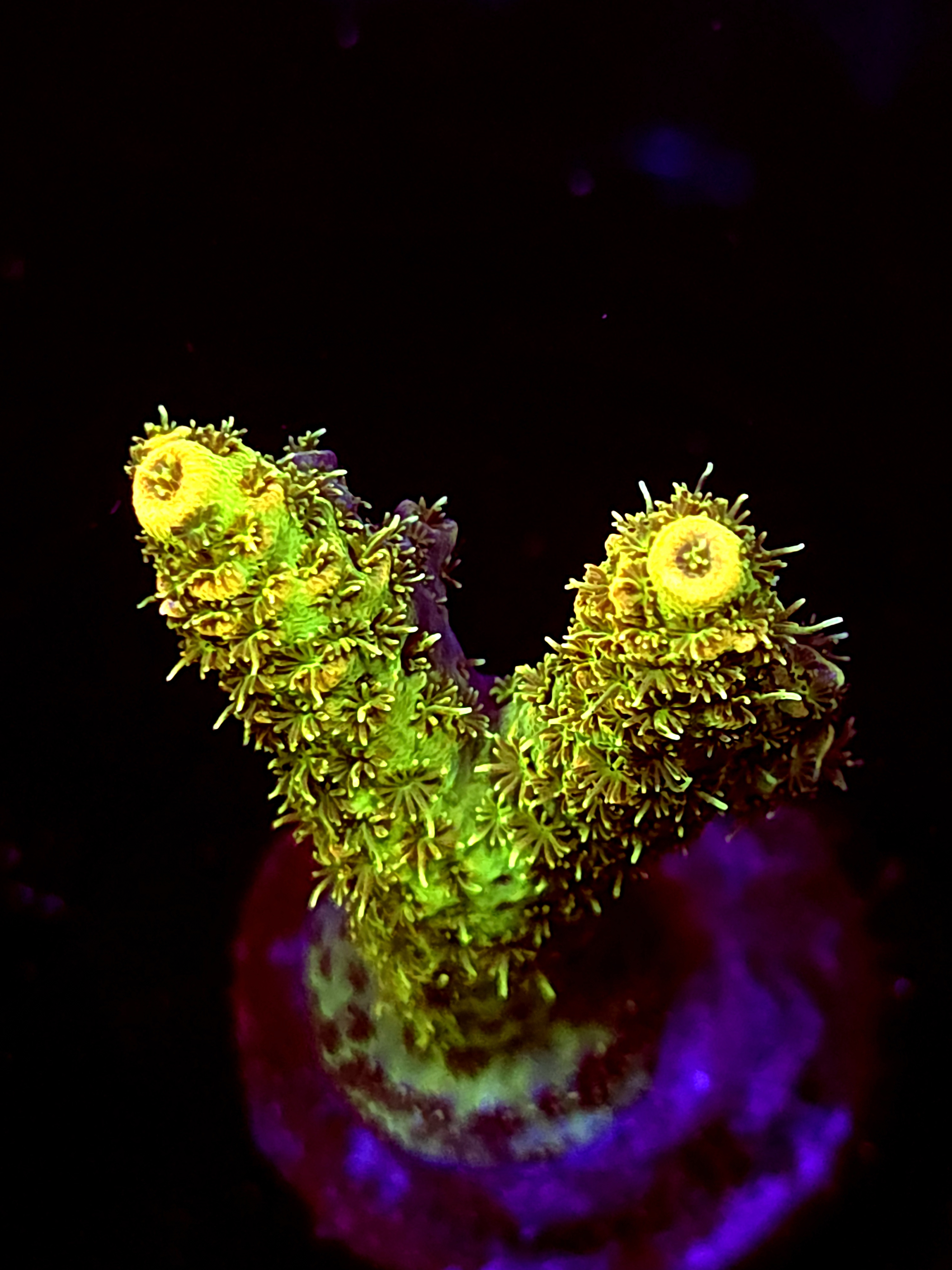 SBB "Cookie Glow" Acro Medium 2Branch