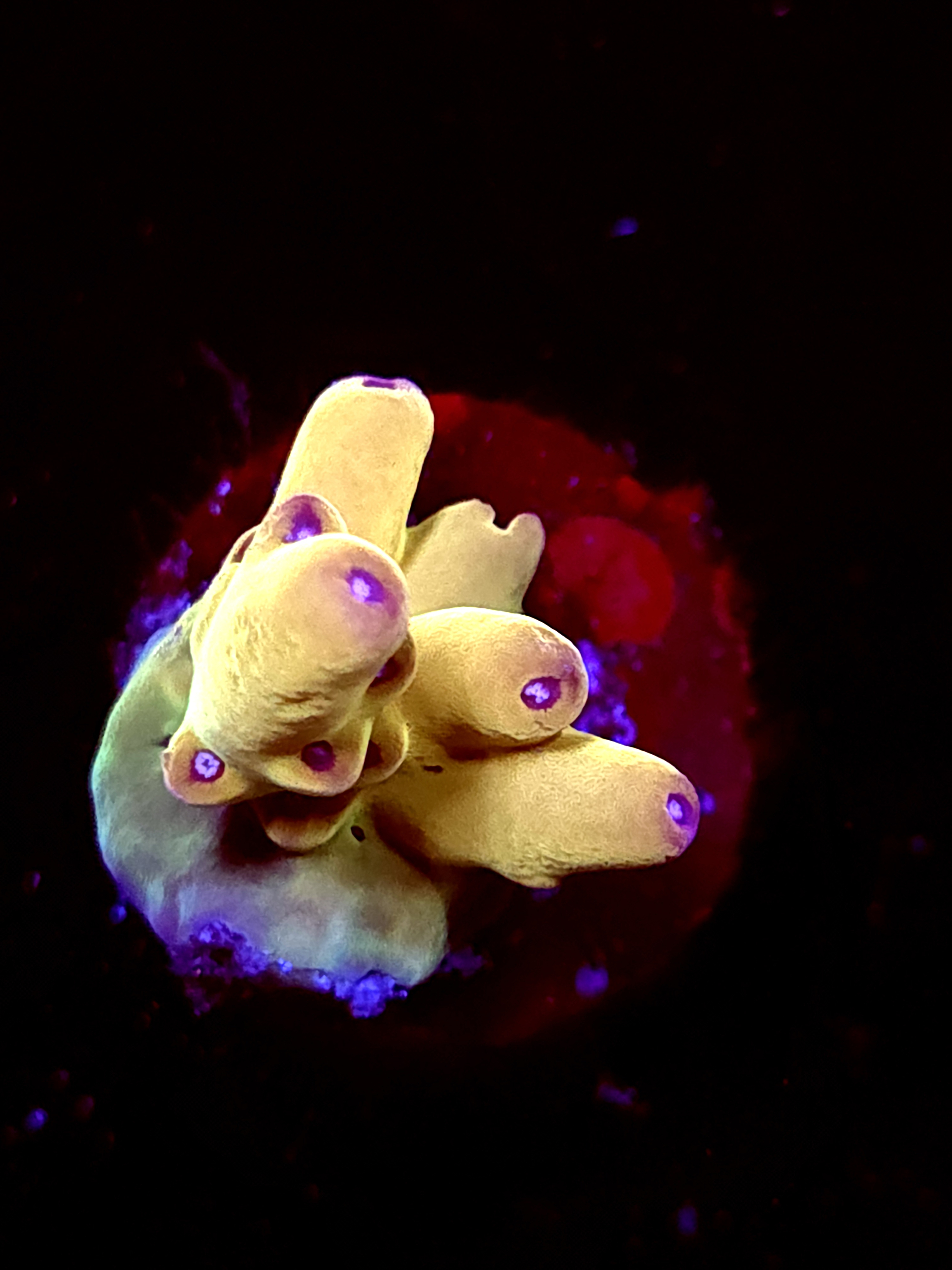 SBB "Abyssal Drift" Acro Medium 3 Branch