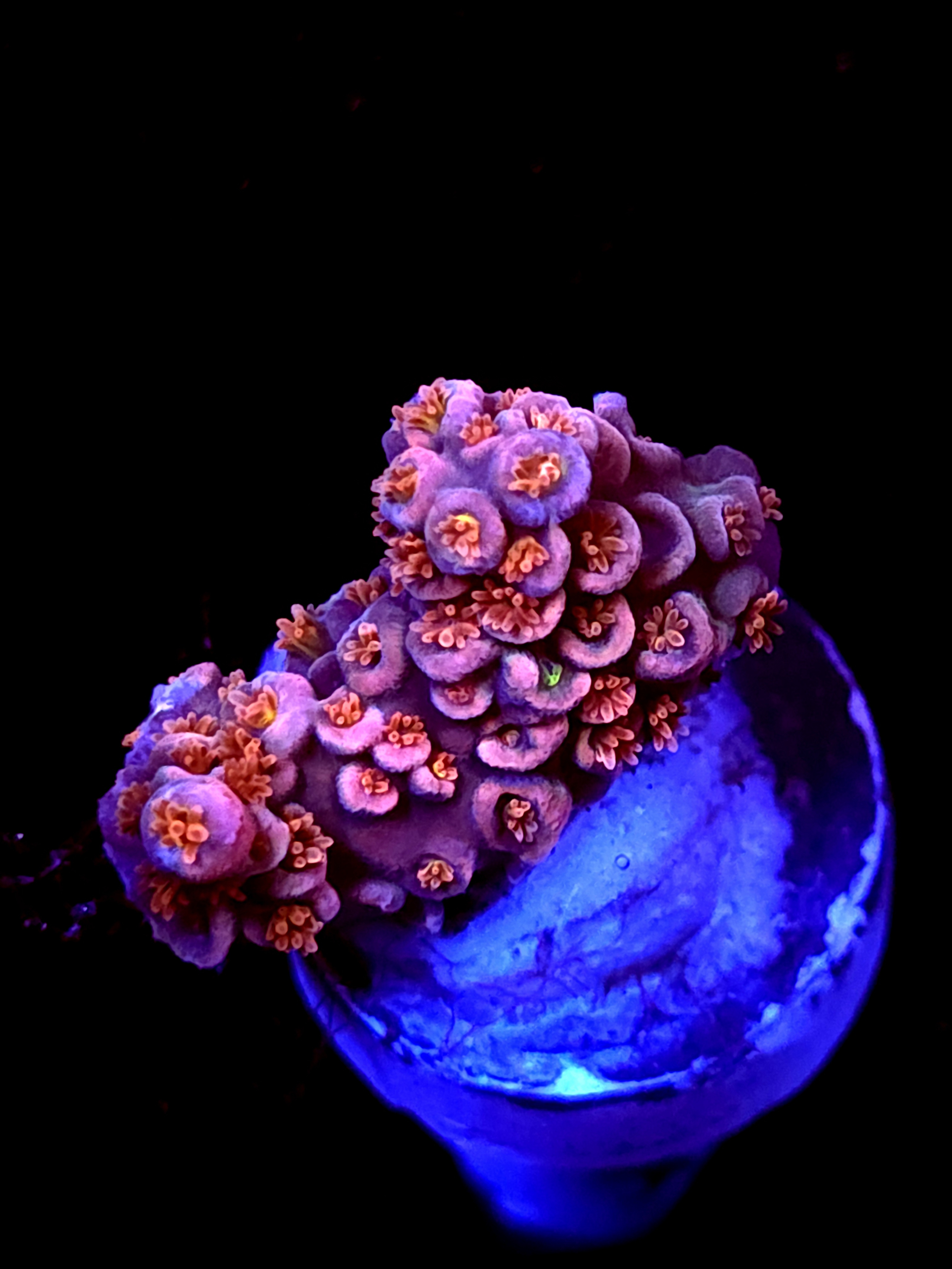 SBB "Pink Planet" Acro Small Chunk