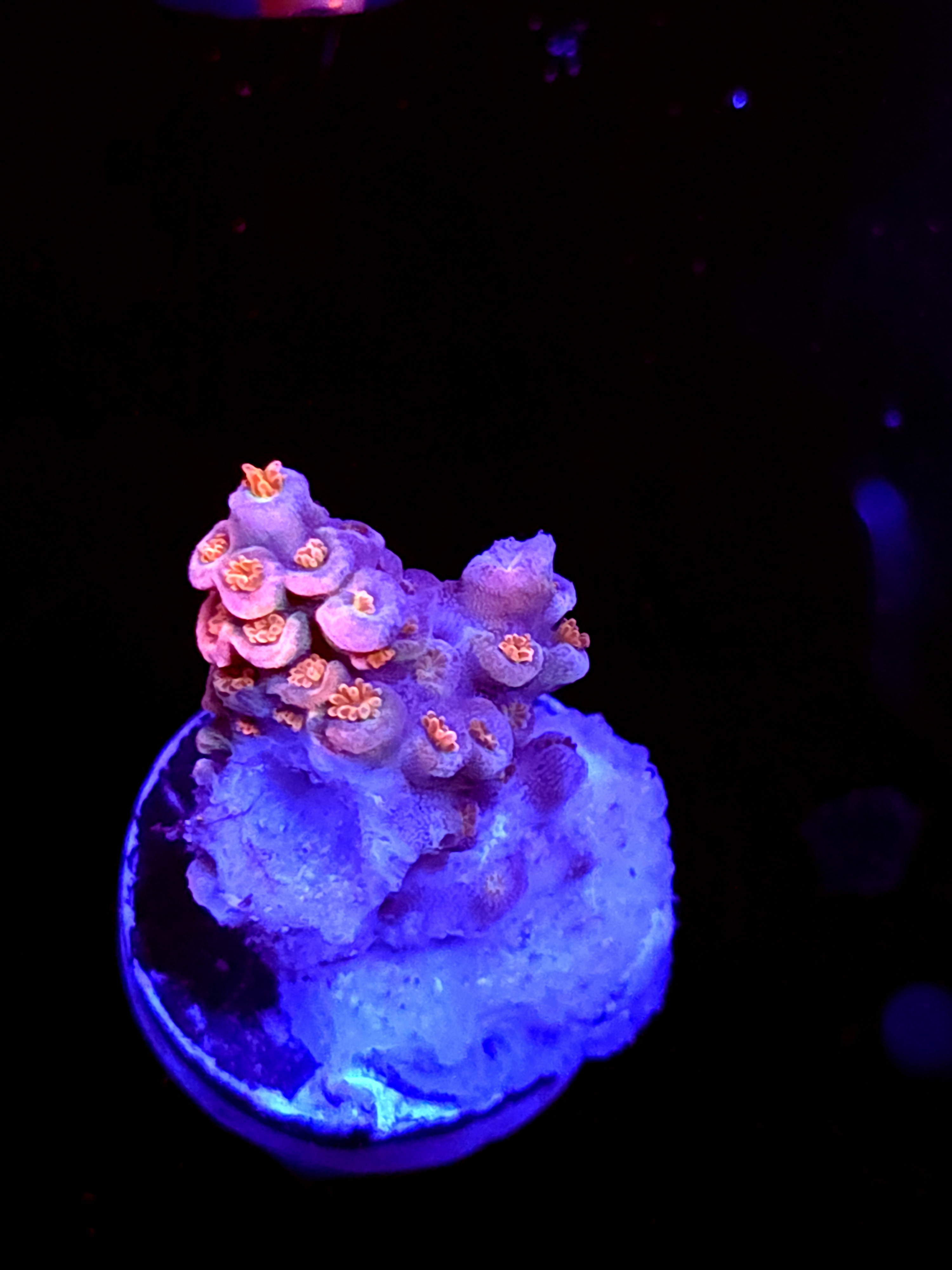 SBB "Pink Planet" Acro Small Branch