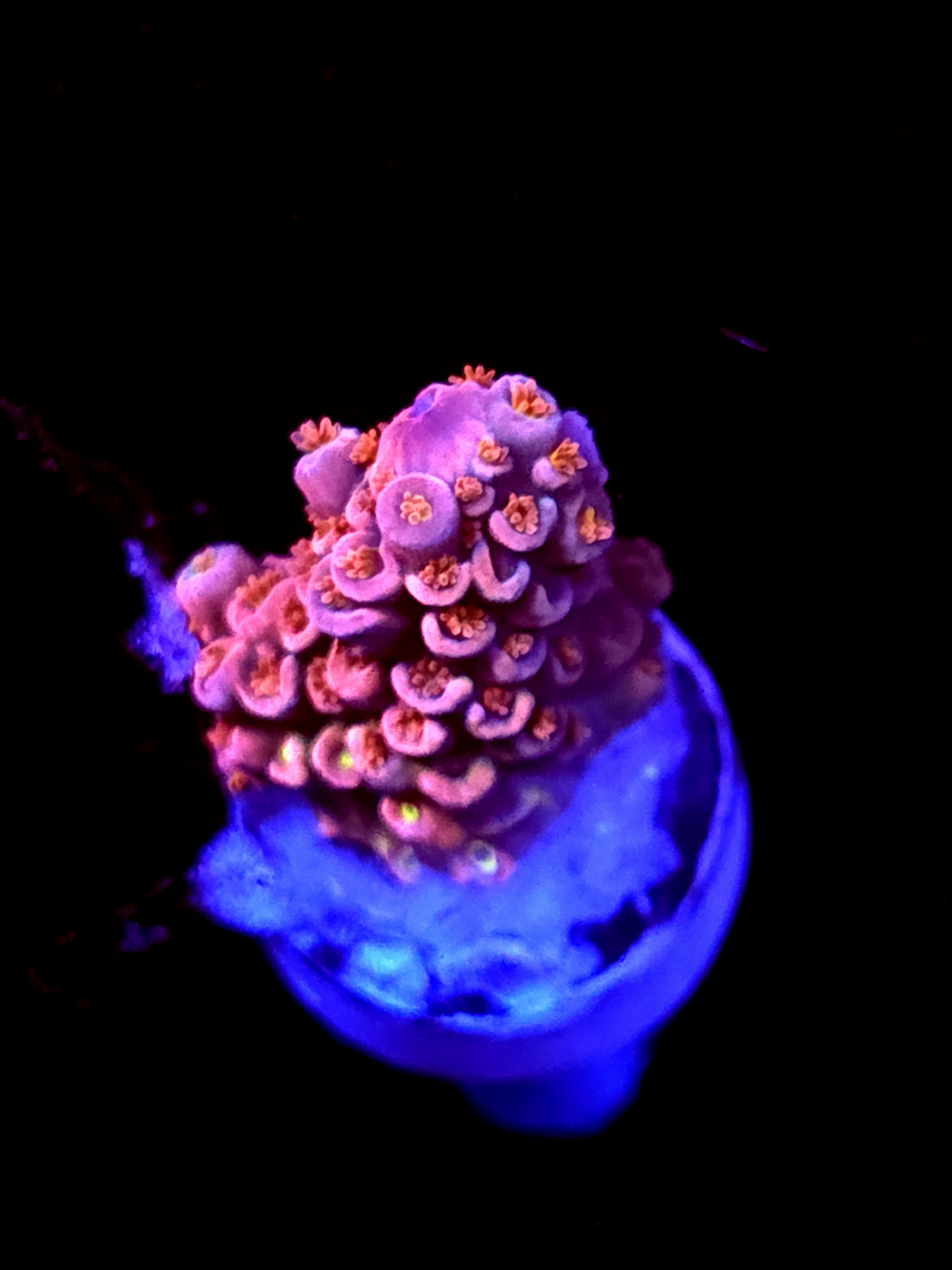 SBB "Pink Planet" Acro Small Chunky