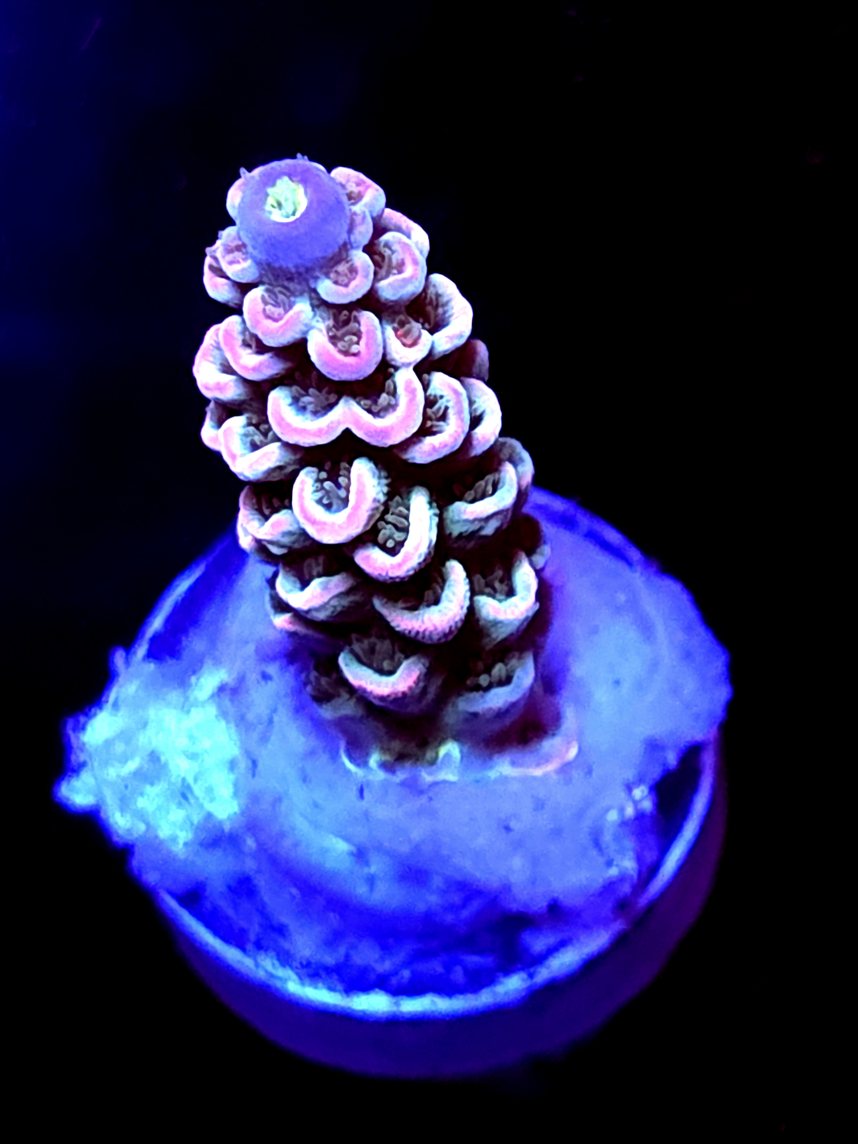 SBB "Dragon King" Acro Small Branch