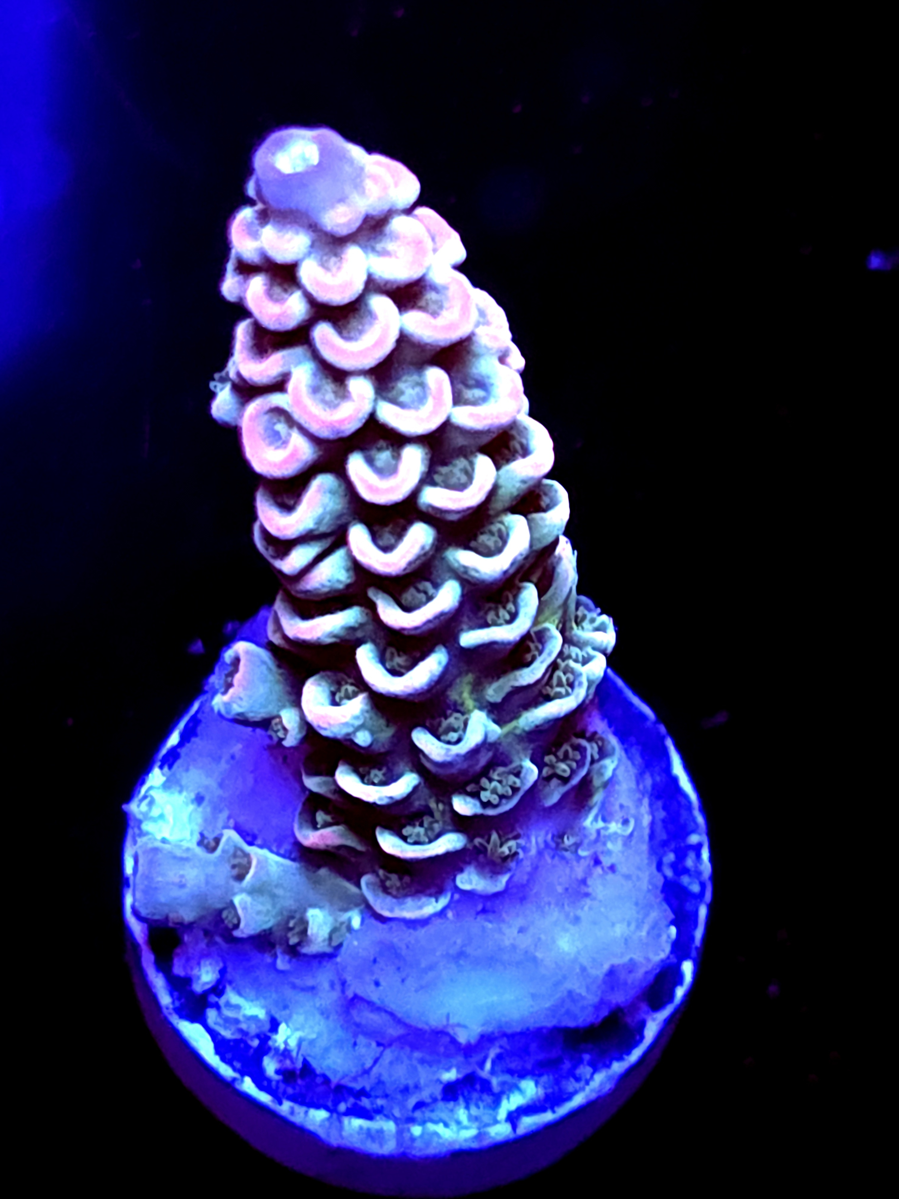 SBB "Dragon King" Acro Medium Branch