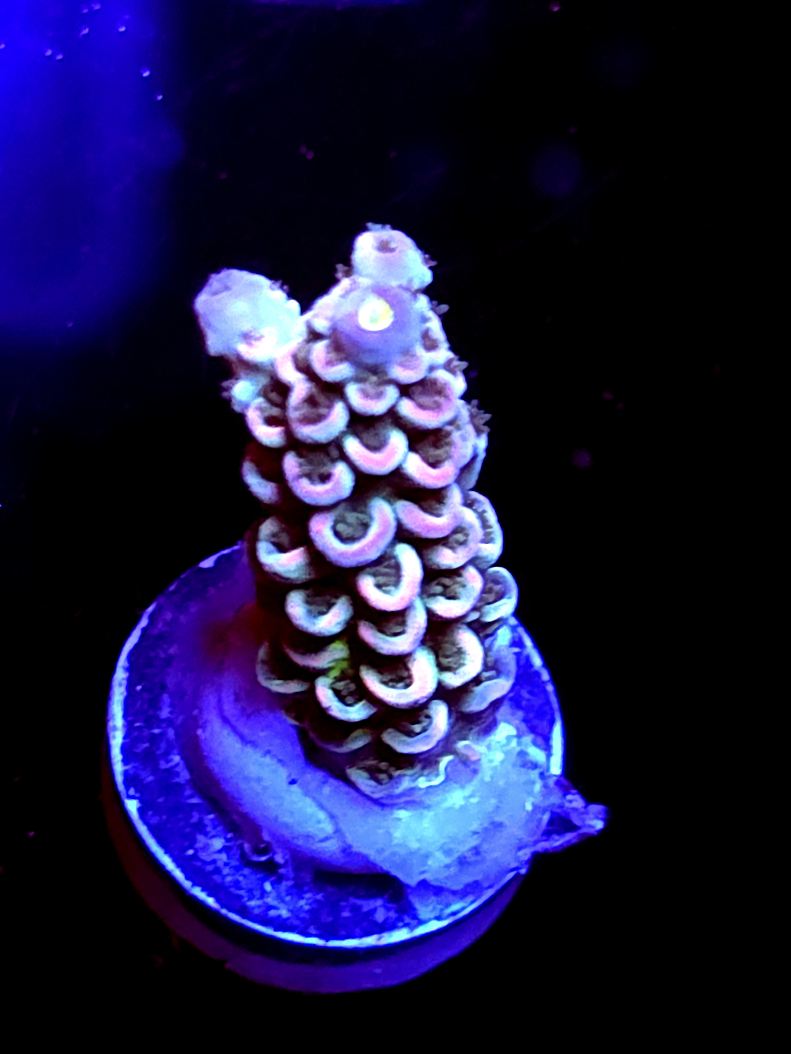 SBB "Dragon King" Acro Medium Branch