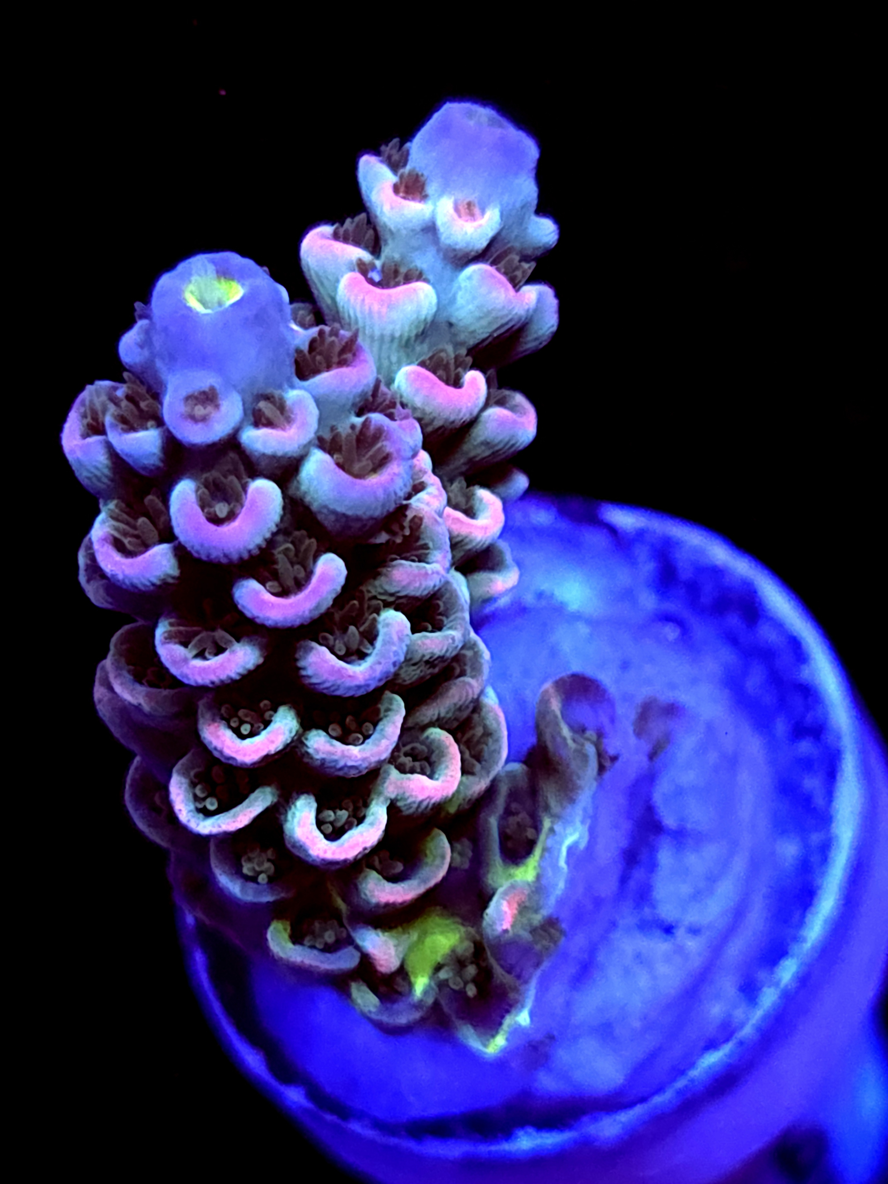 SBB "Dragon King" Acro small 2 Branch