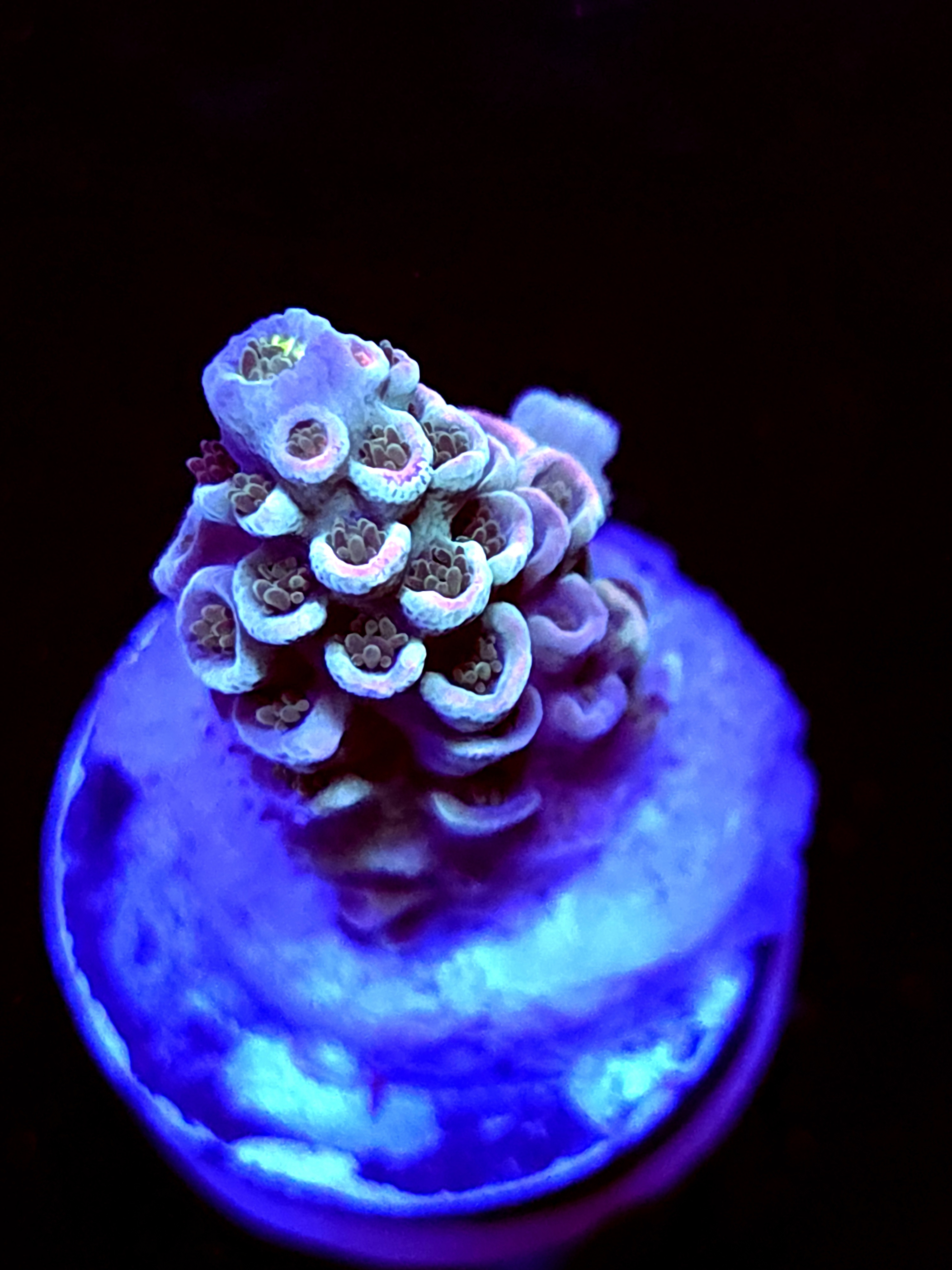 SBB "Dragon King" Acro Small Branch