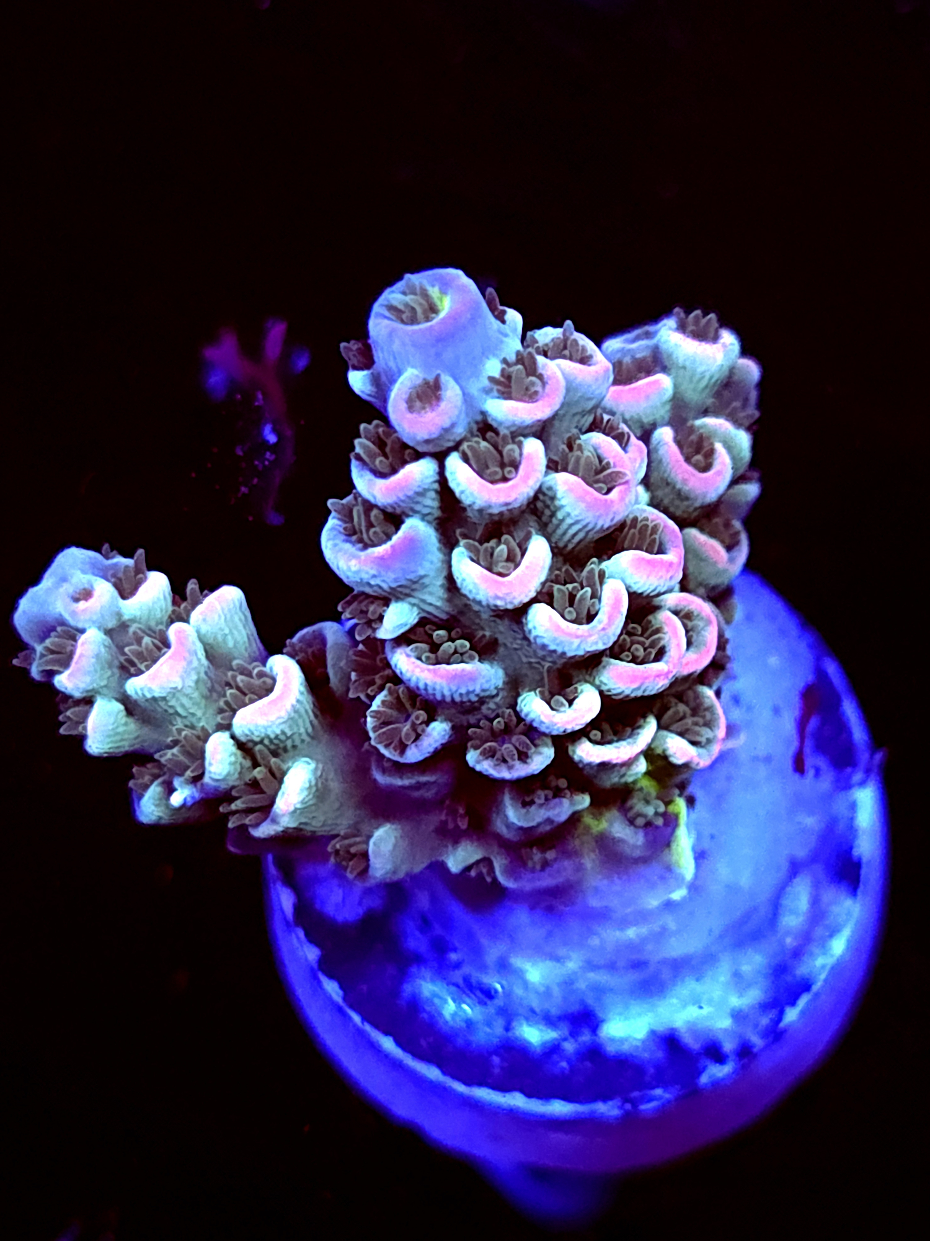 SBB "Dragon King" Acro Small 3 Branch