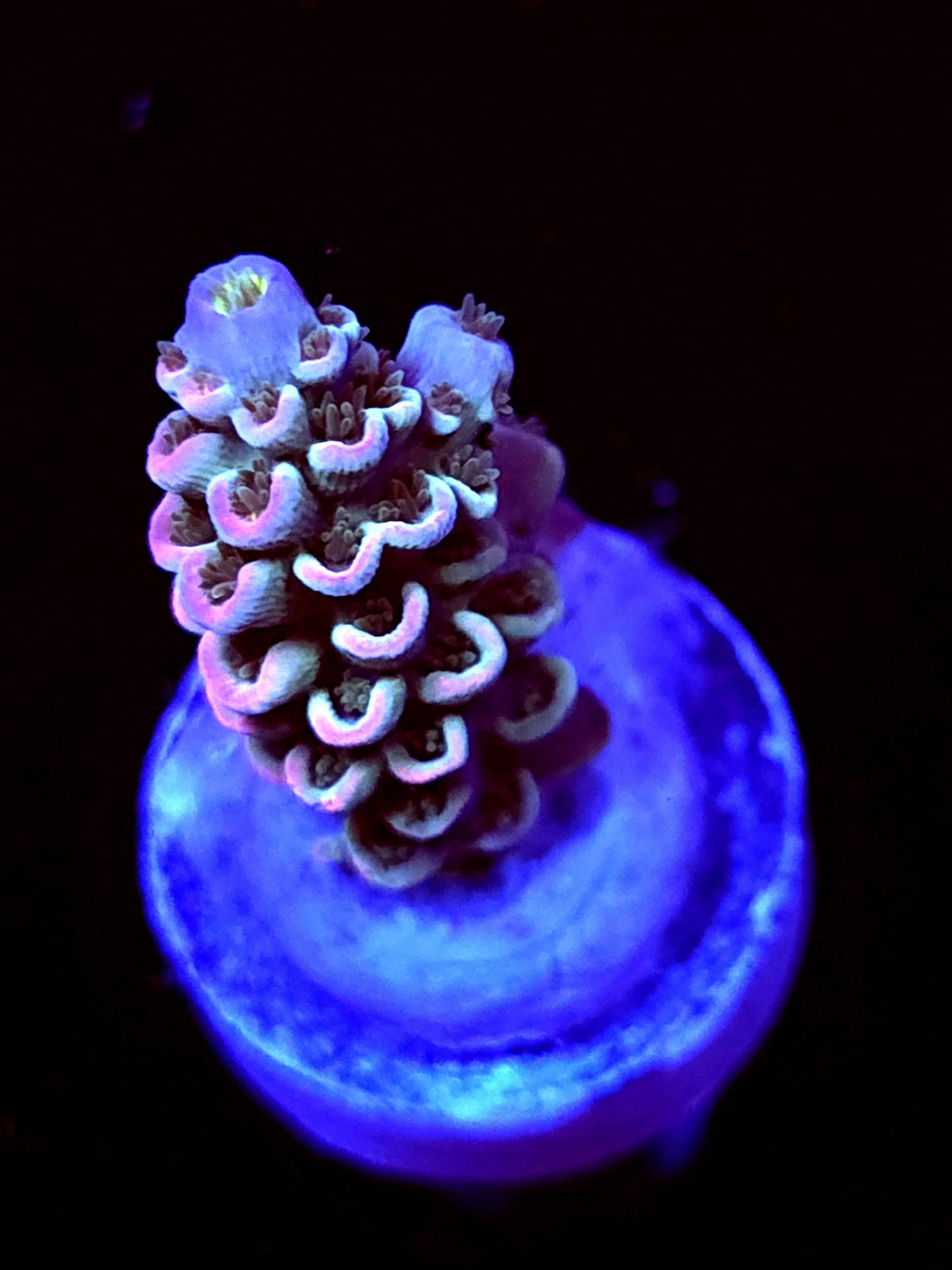 SBB "Dragon King" Acro Small Branch