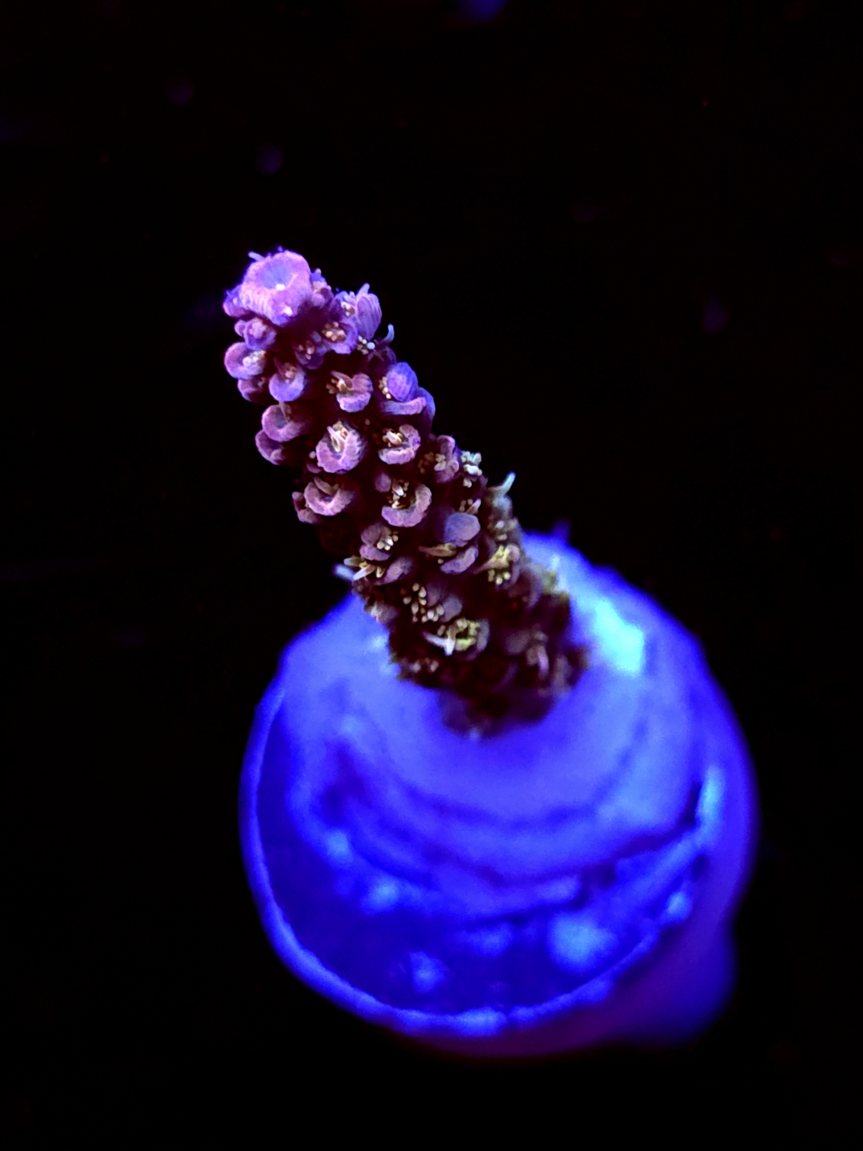 SBB "Pinky The Bear" Acro Medium Branch