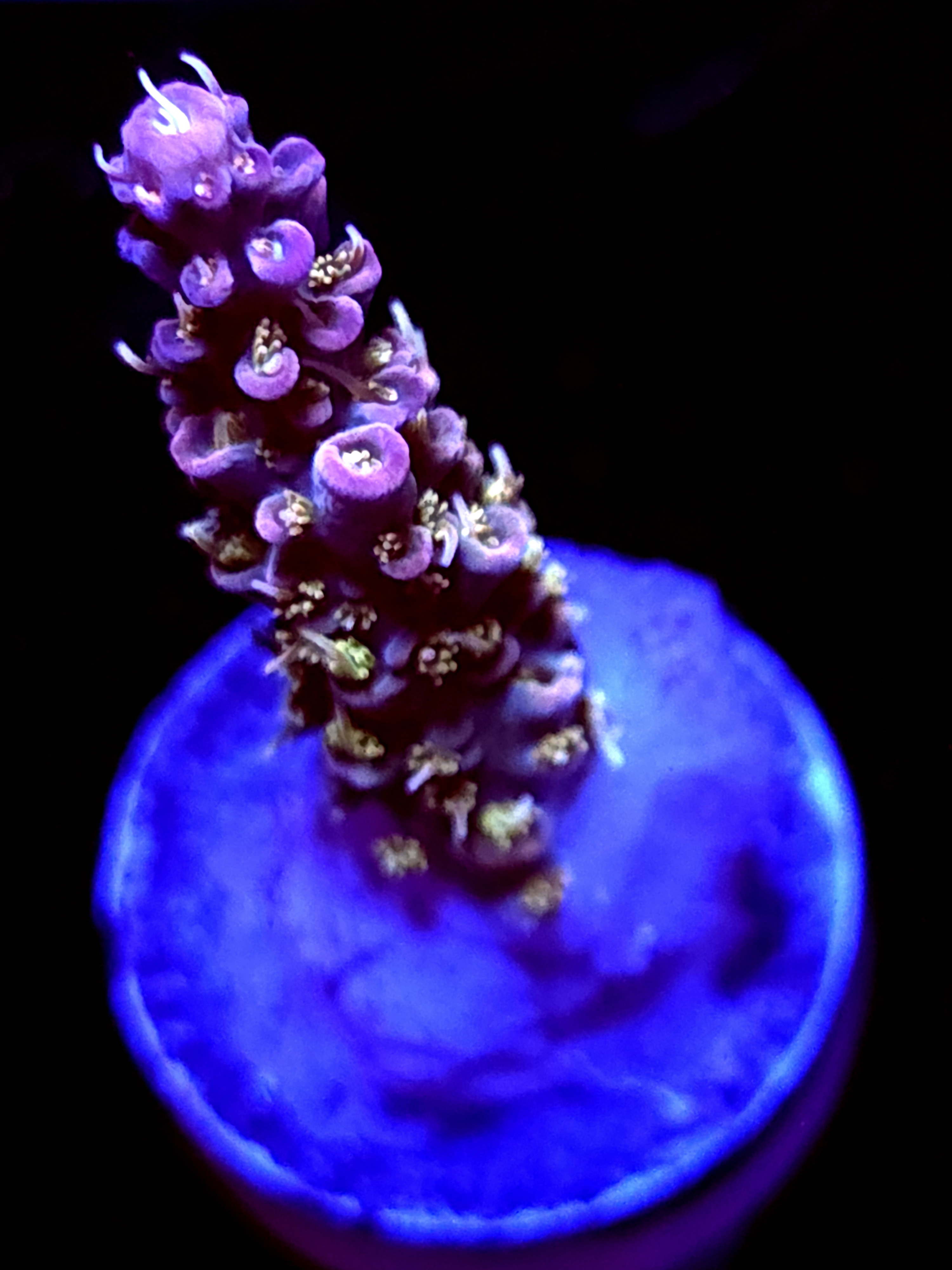 SBB "Pinky The Bear" Acro Medium Branch