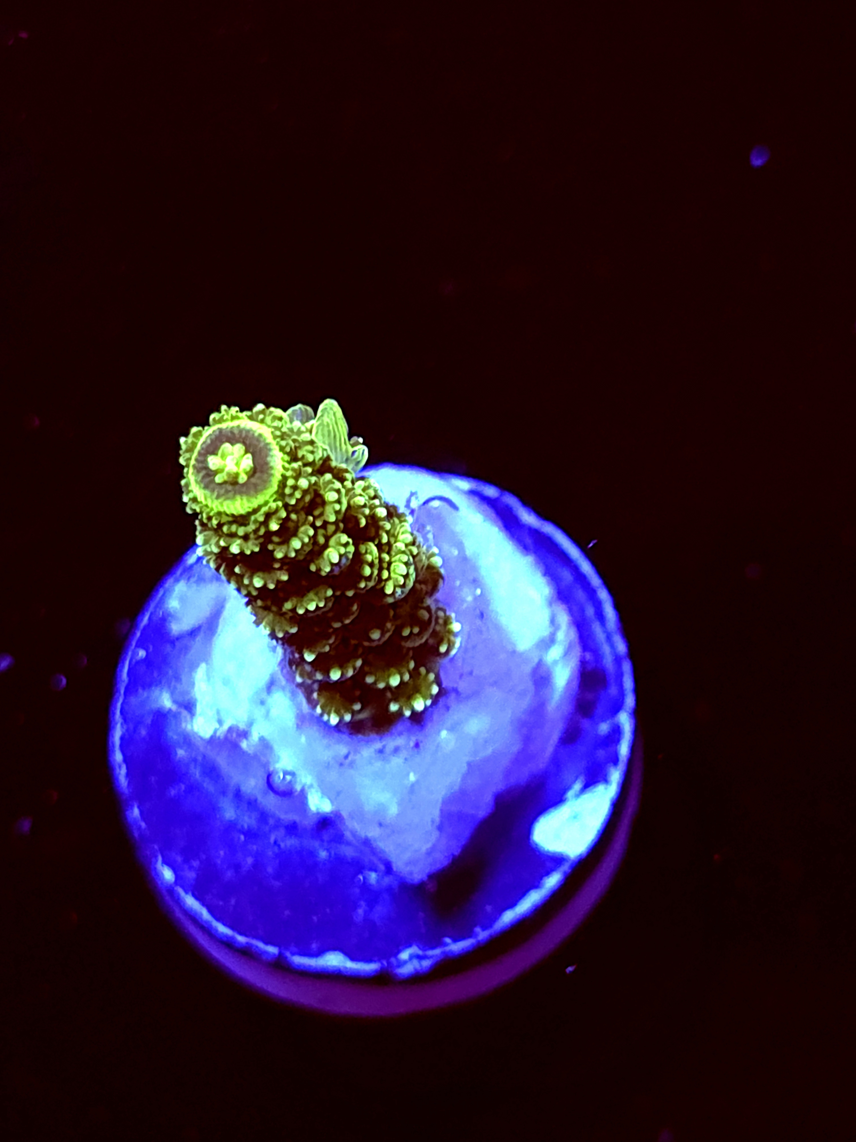 SBB "Green Giant" Acro Small Branch