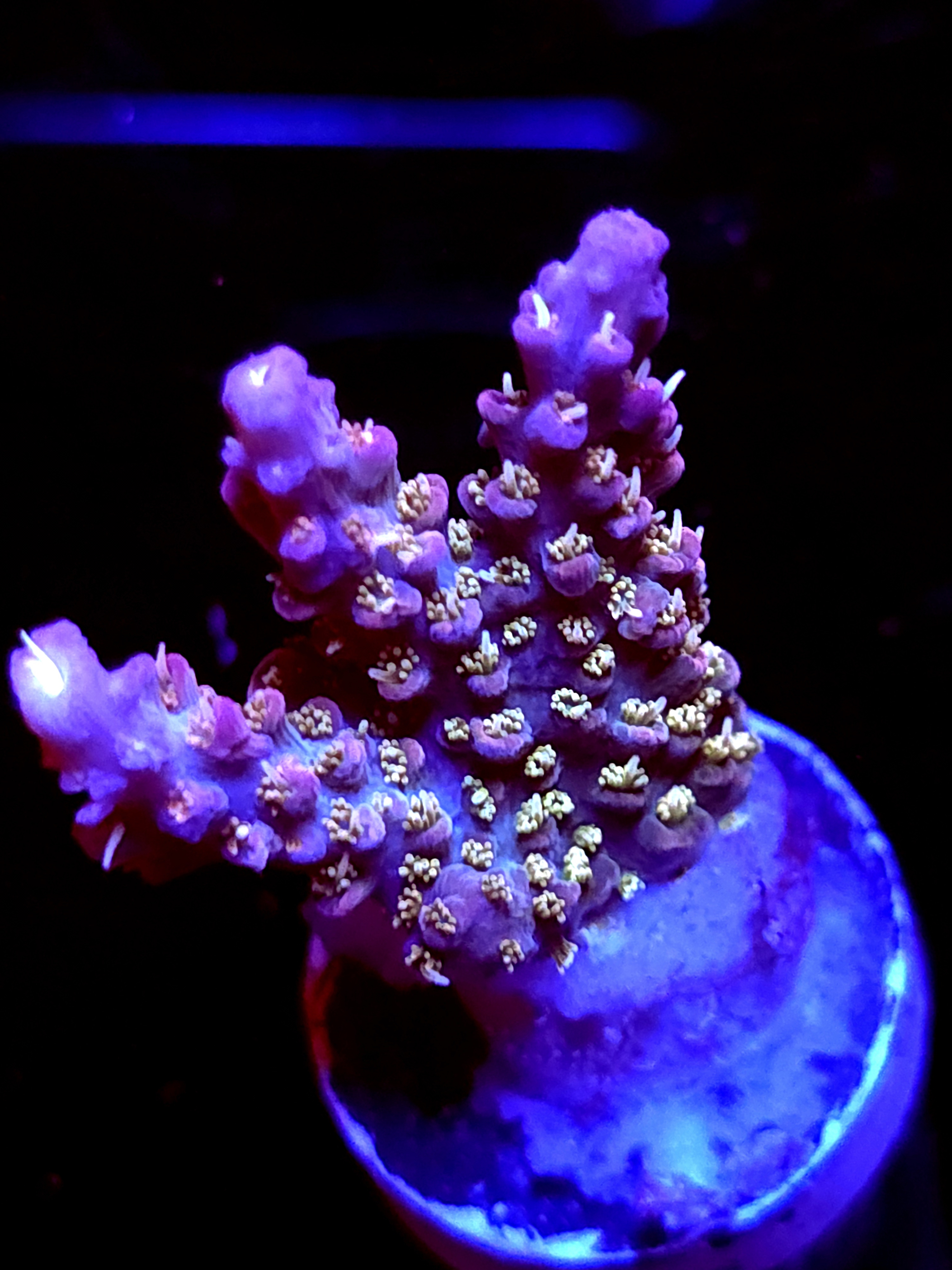 SBB "Pinky The Bear" Acro Medium 3 Branch