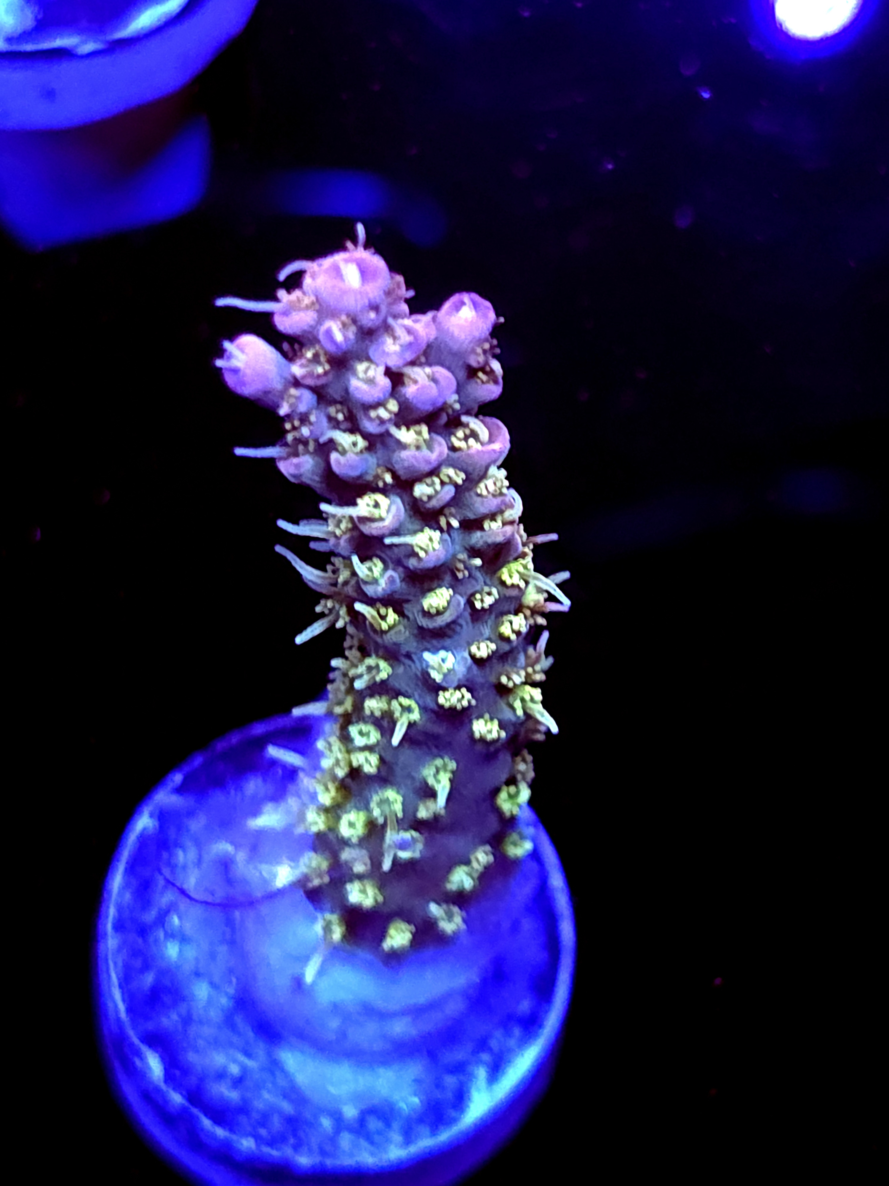 SBB "Pinky The Bear" Acro Large Branch