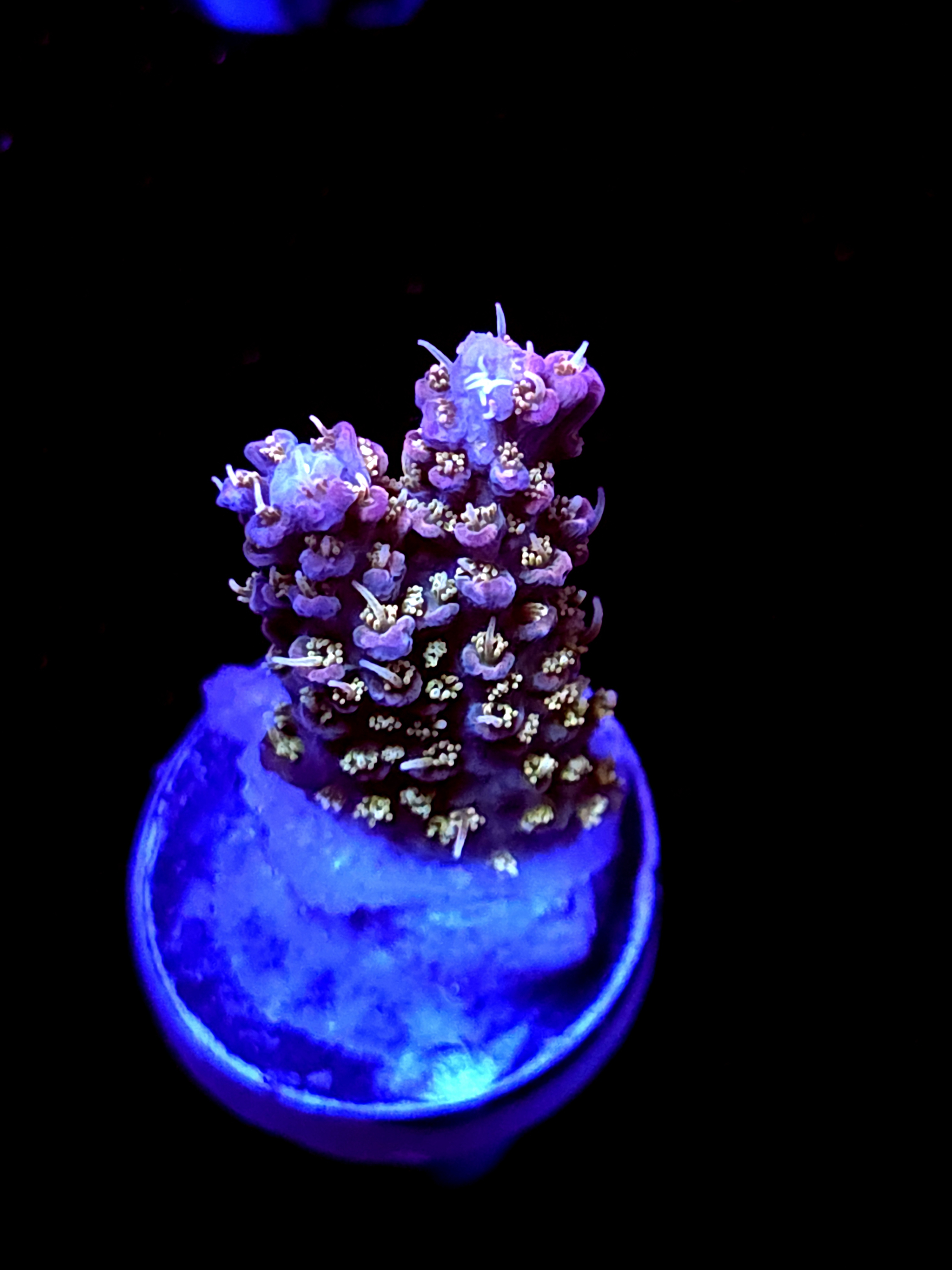 SBB "Pinky The Bear" Acro Small Branch