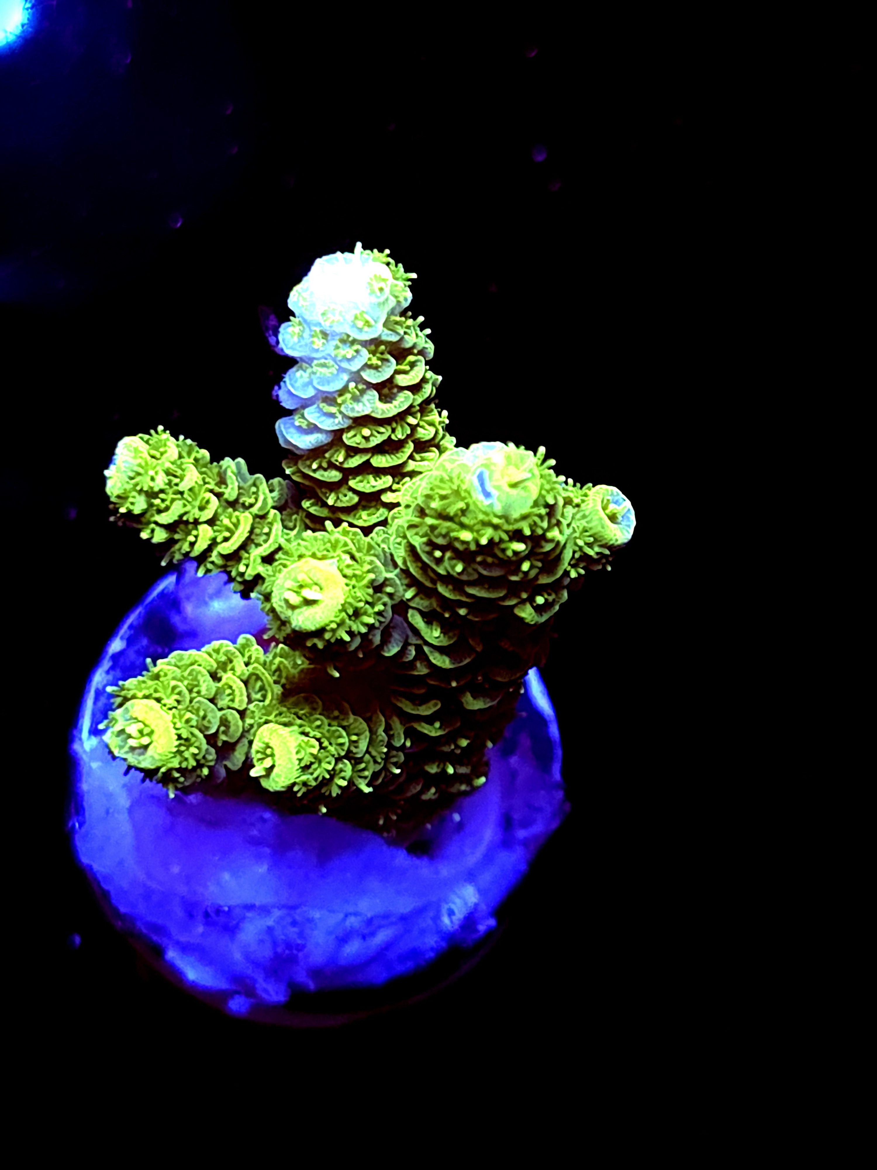 SBB "Sungod" Acro Medium Multibranch