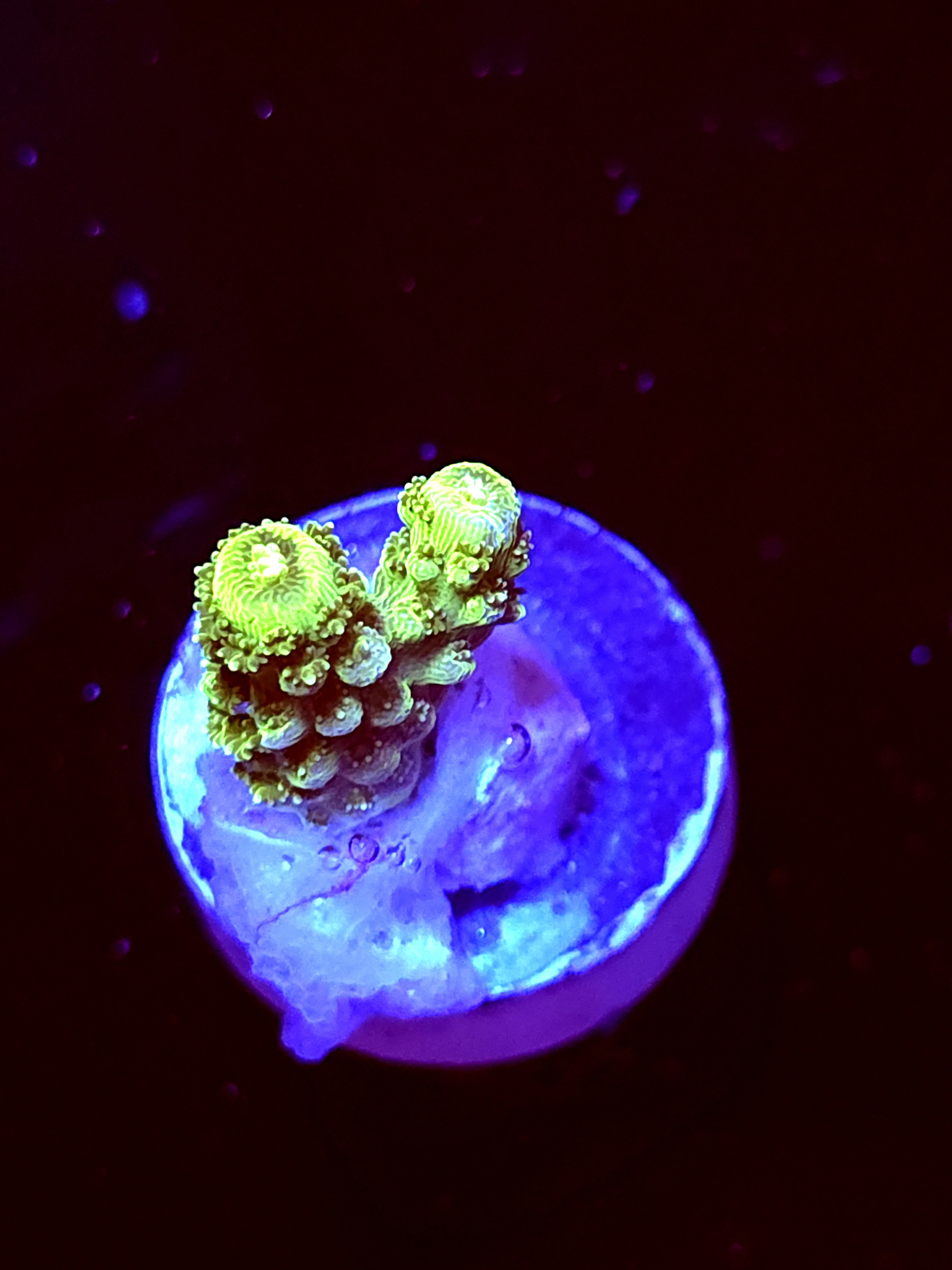 SBB "Green Giant" Acro Tiny 2 Branch