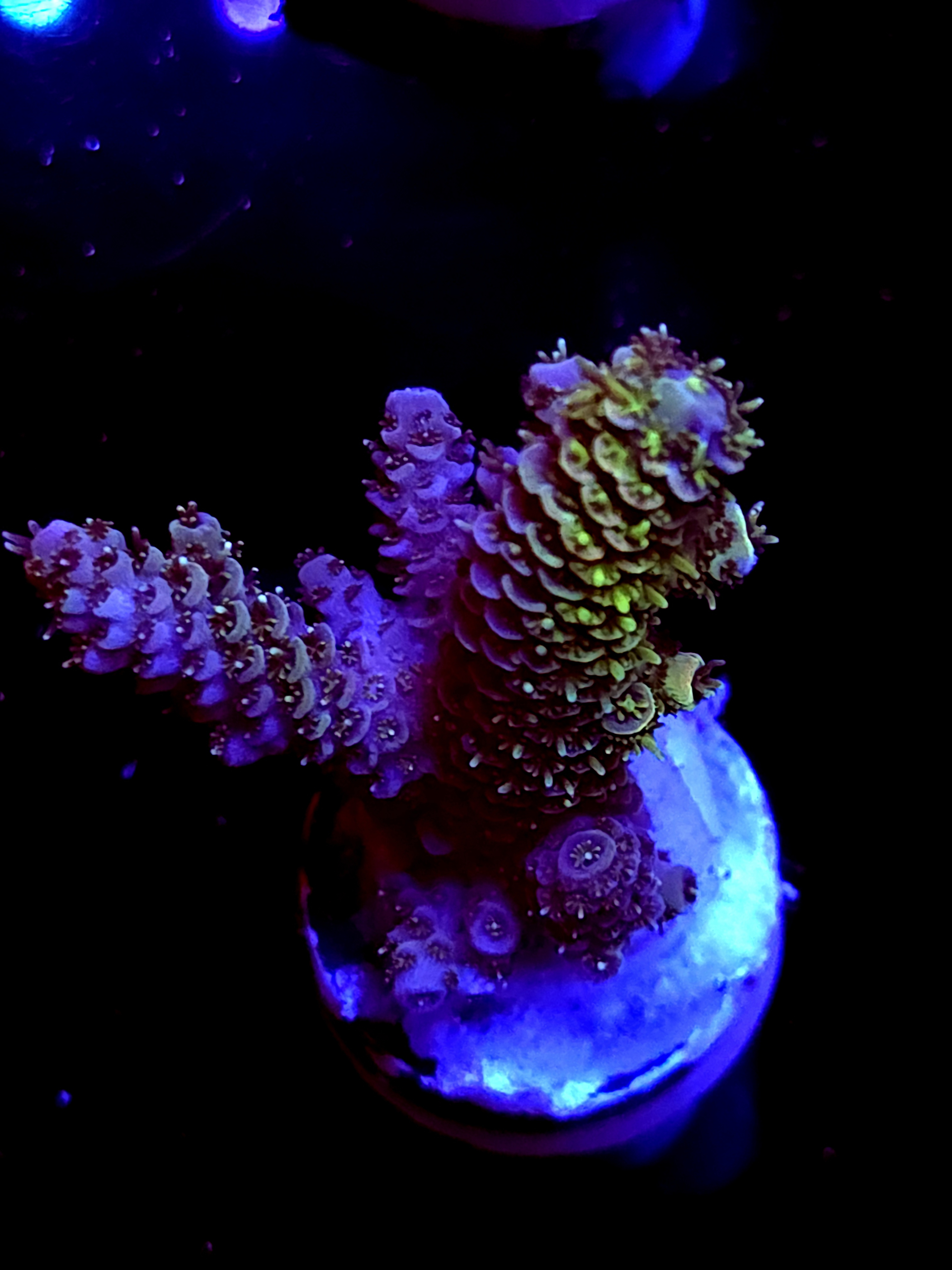 SBB "Sungod" Acro Medium 2+ Branch