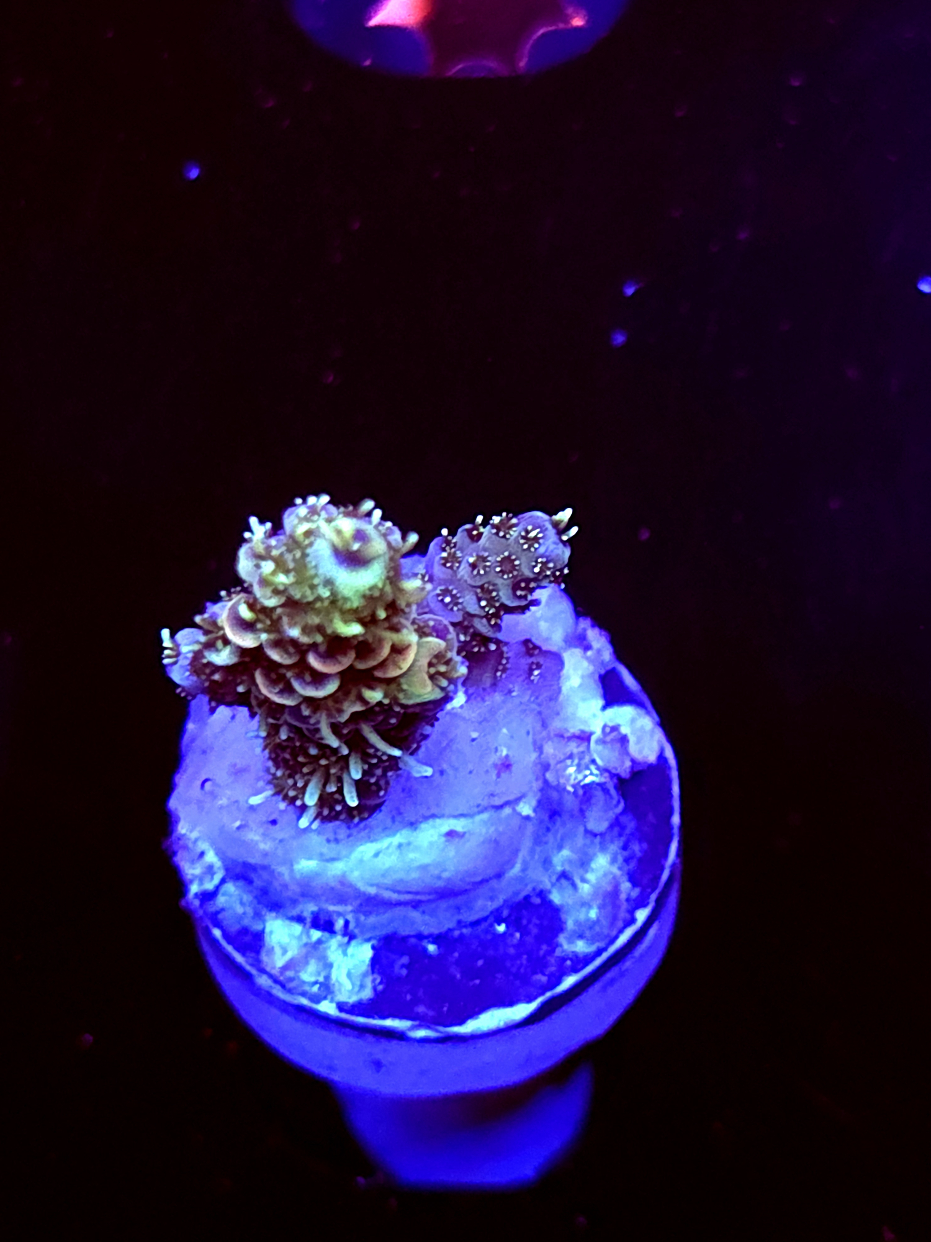 SBB "Sungod" Acro Medium Branch