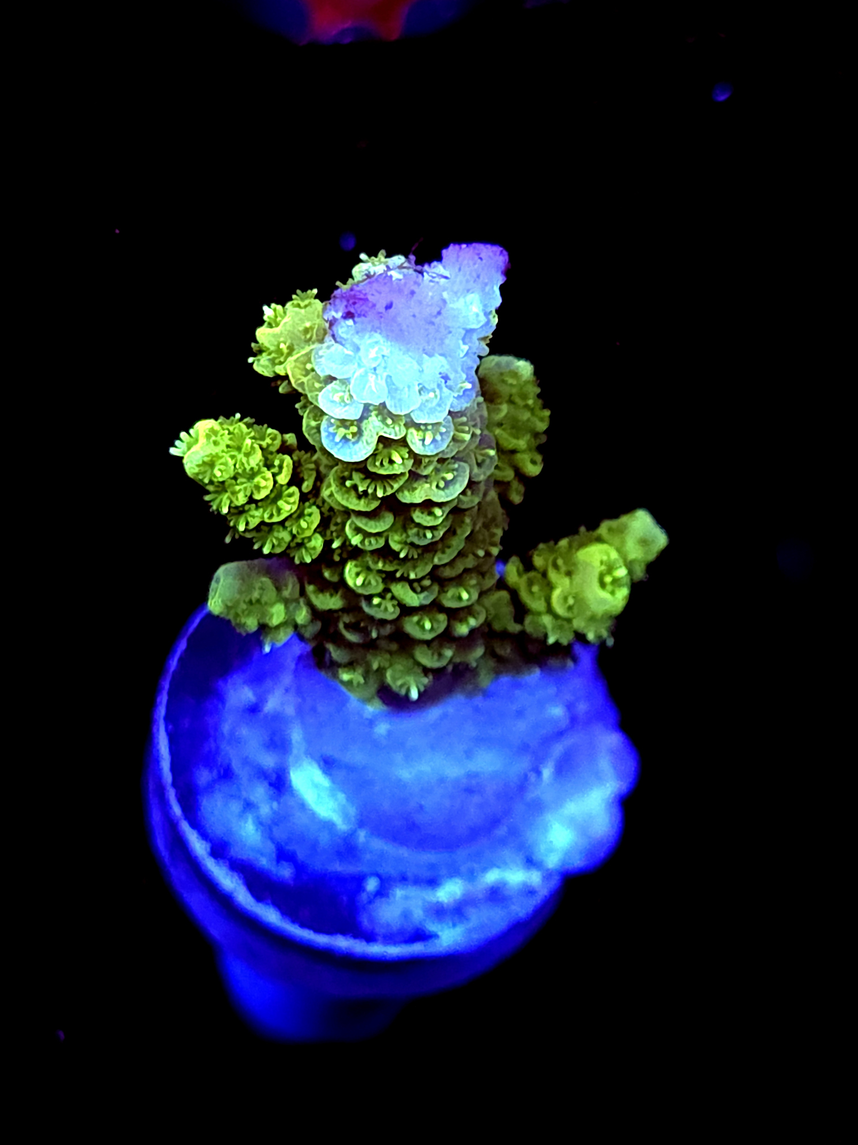 SBB "Sungod" Acro Medium Multibranch