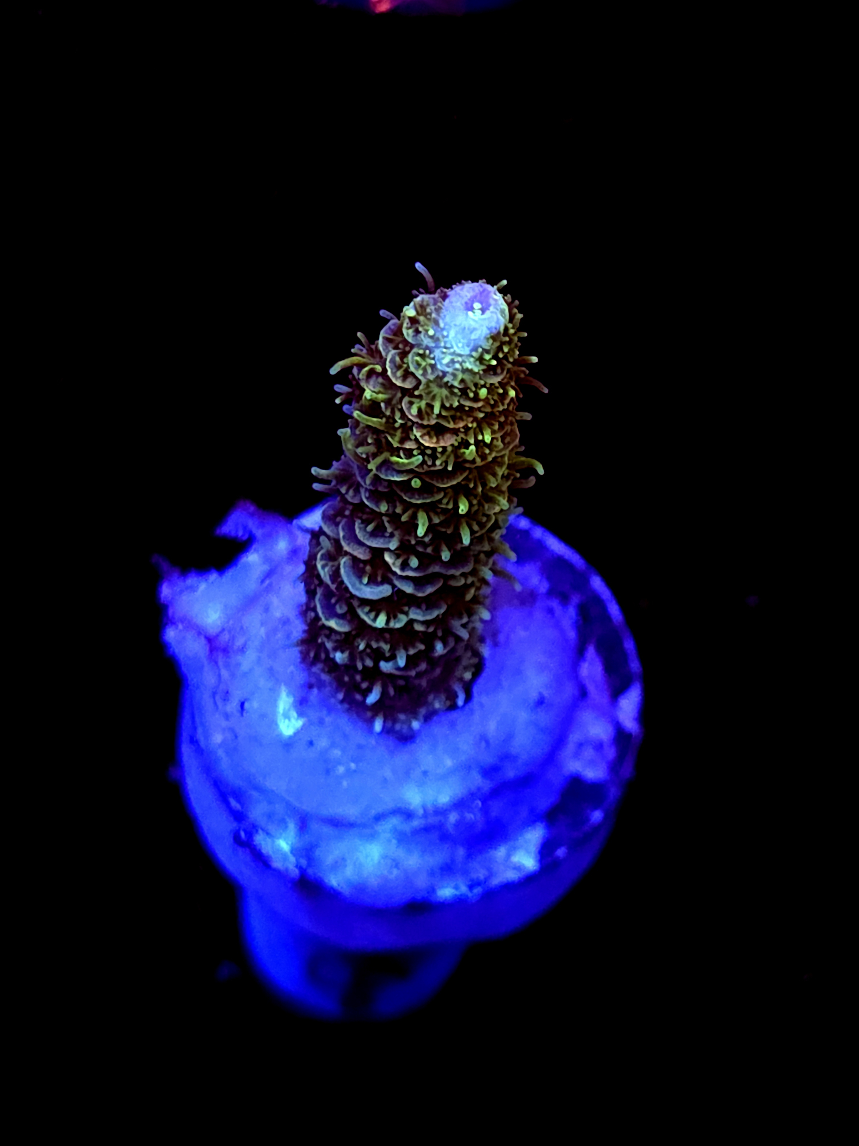 SBB "Mystery Signature" Acro Medium Branch