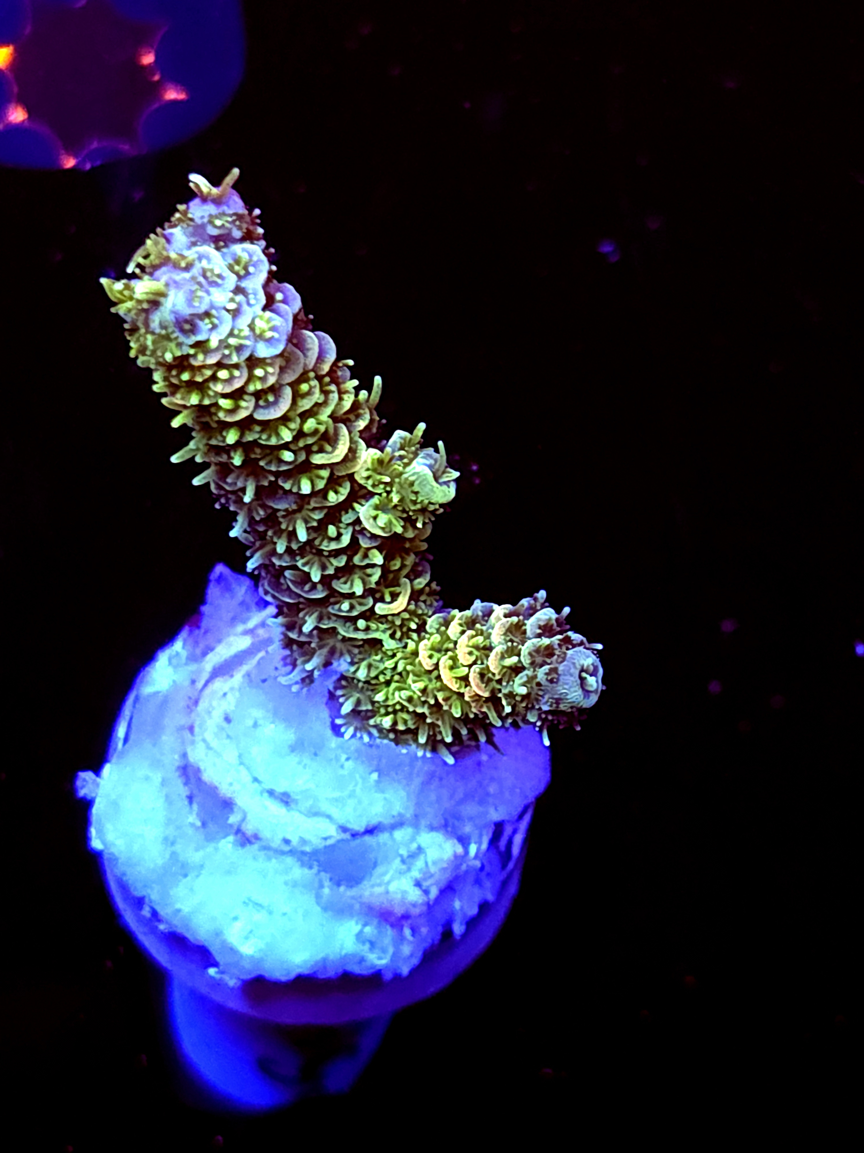 SBB "Sungod" Acro Medium 2 Branch