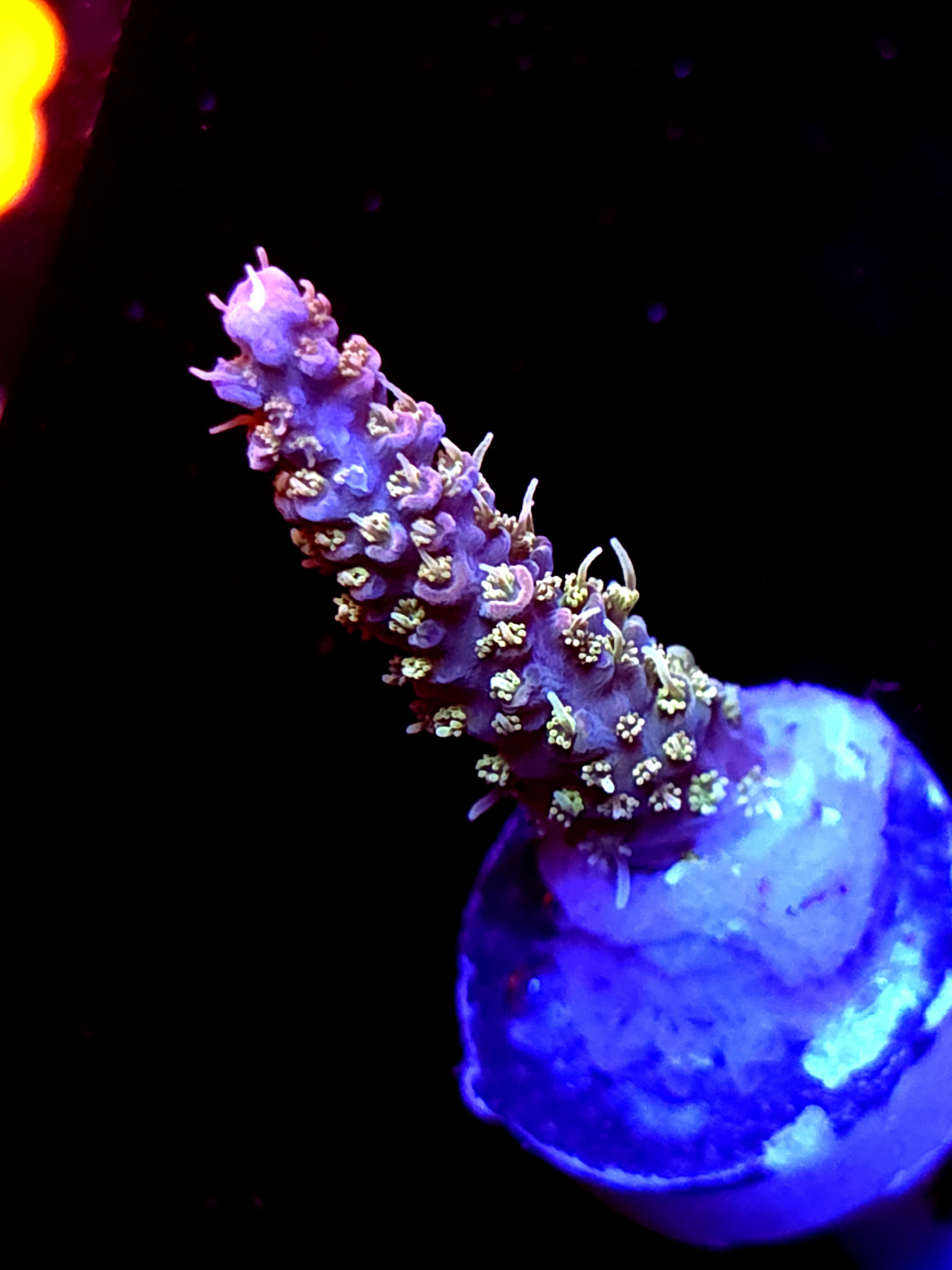 SBB "Pinky The Bear" Acro Large Branch