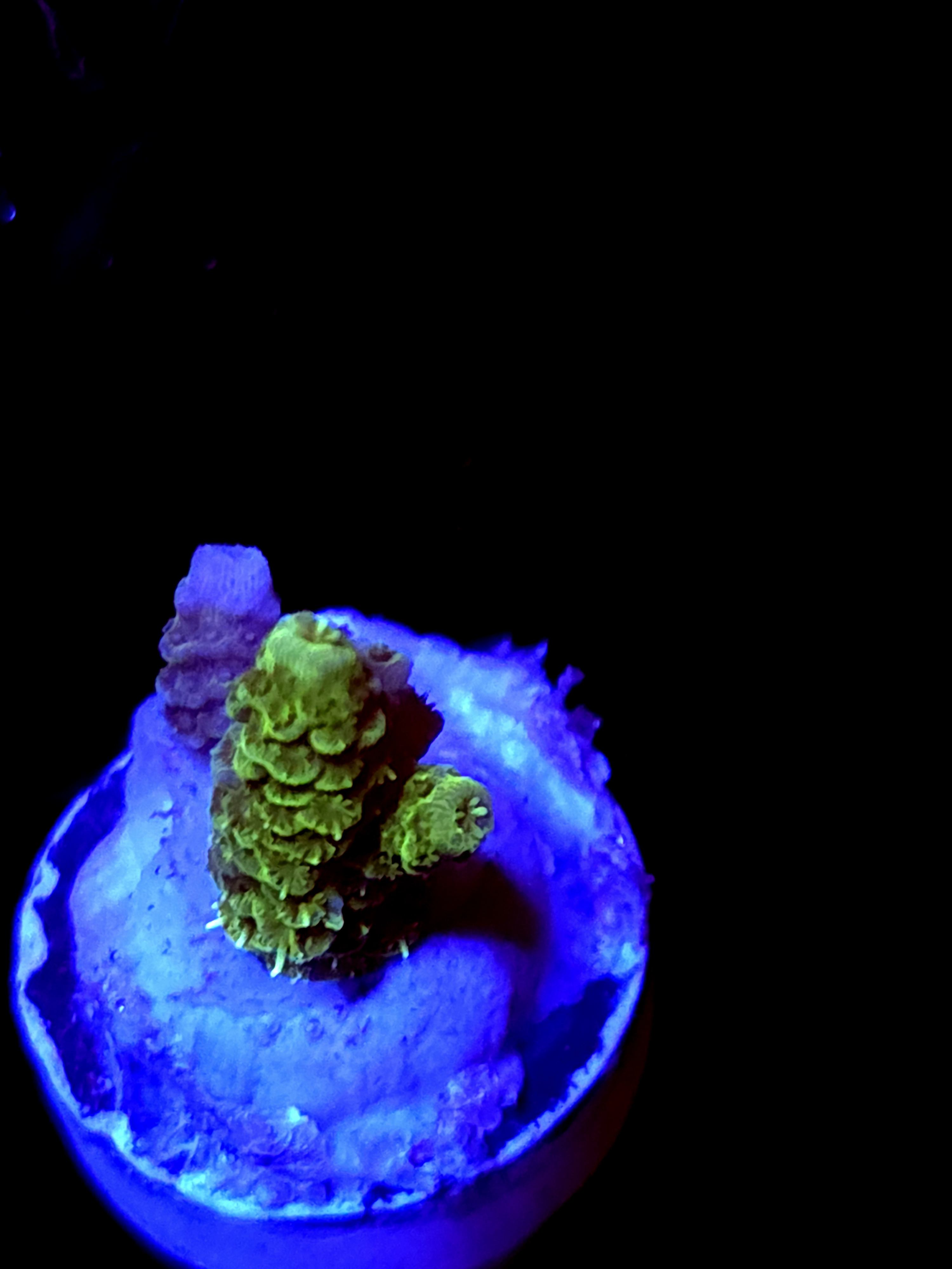 SBB "Sungod" Acro Small 2 Branch