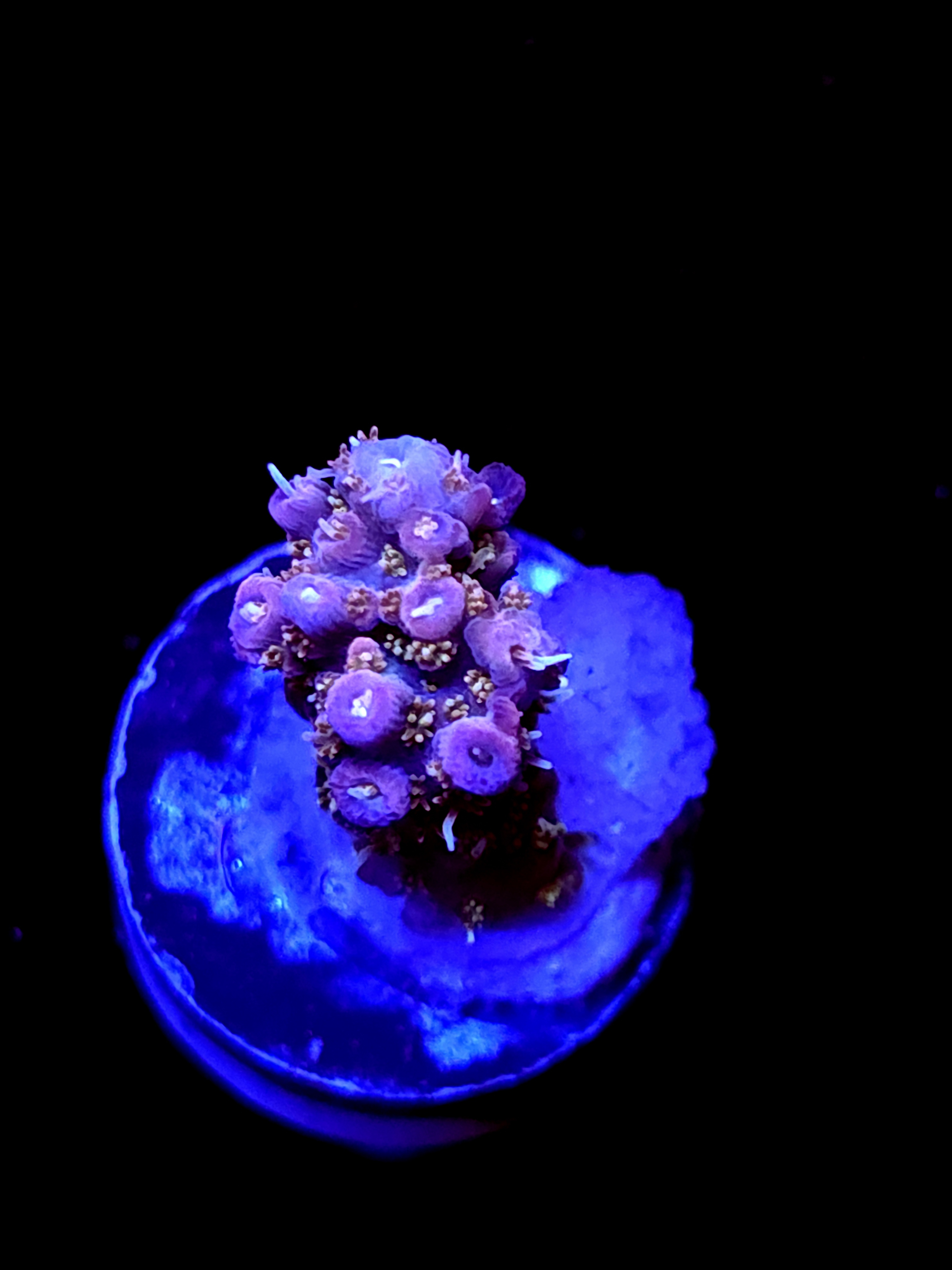 SBB "Pinky The Bear" Acro Small Branch