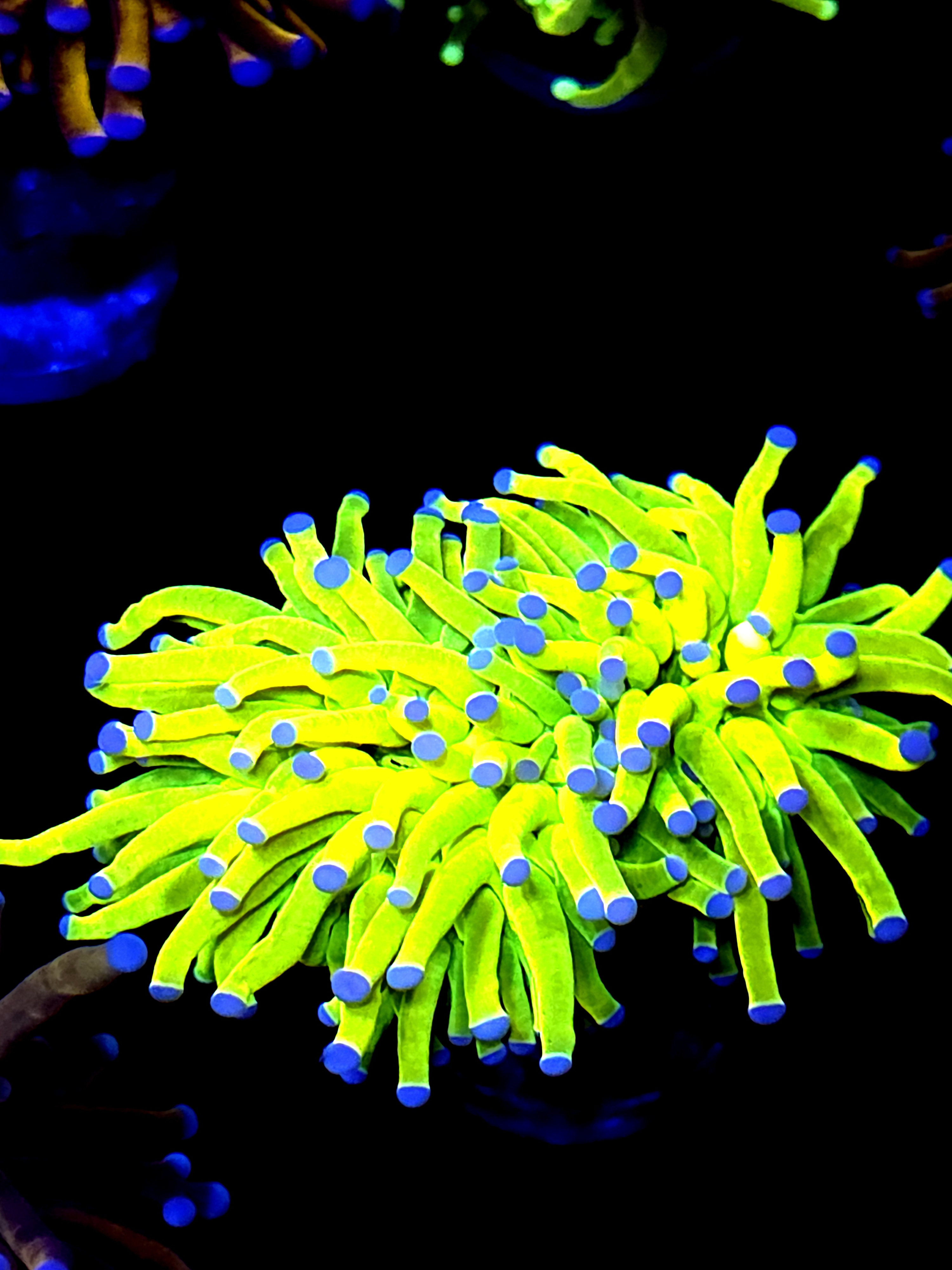 SBB " Bright AF" Holy Grail