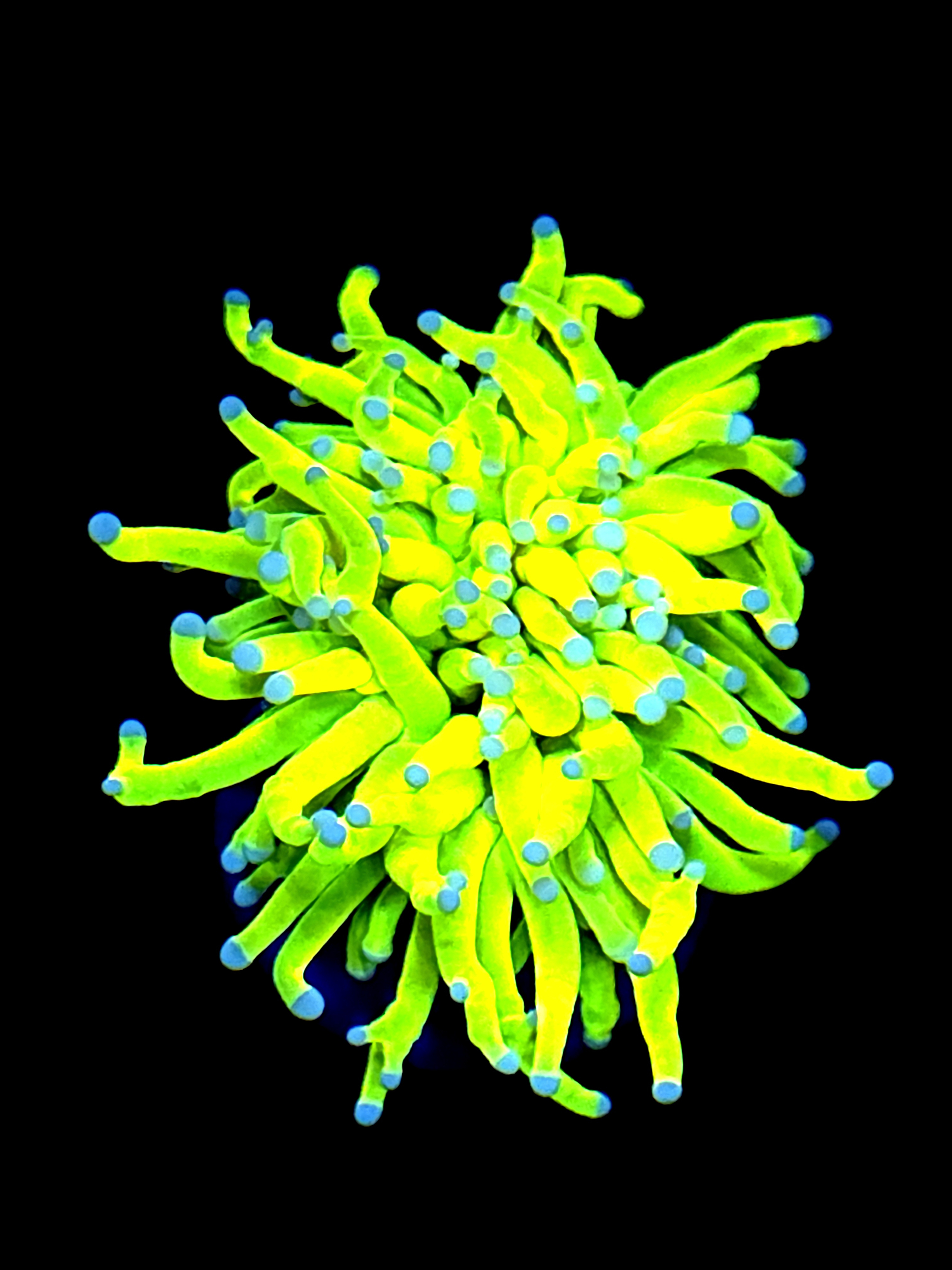 SBB " Bright AF" Holy Grail