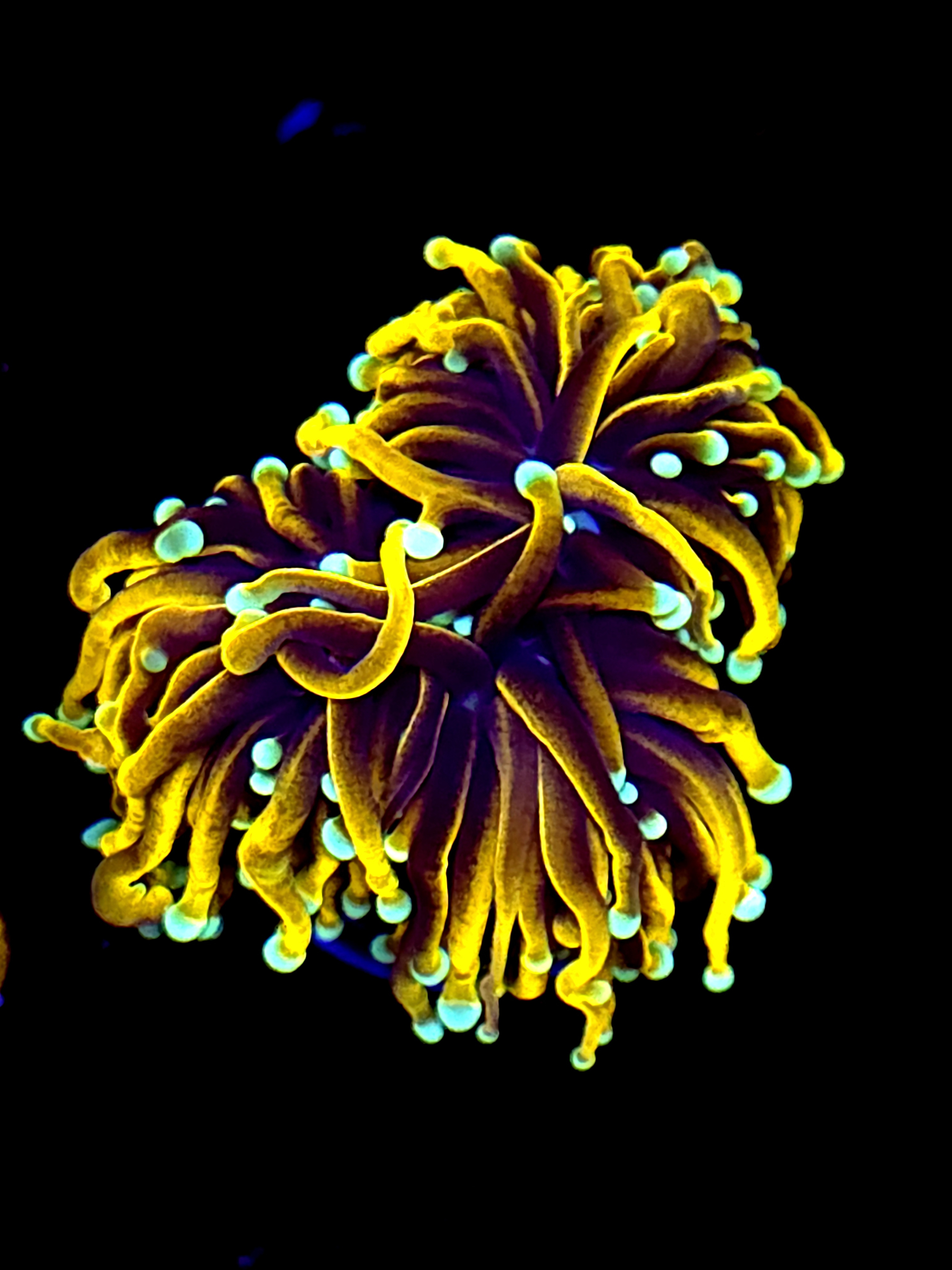 SBB " Dr Strange" Torch