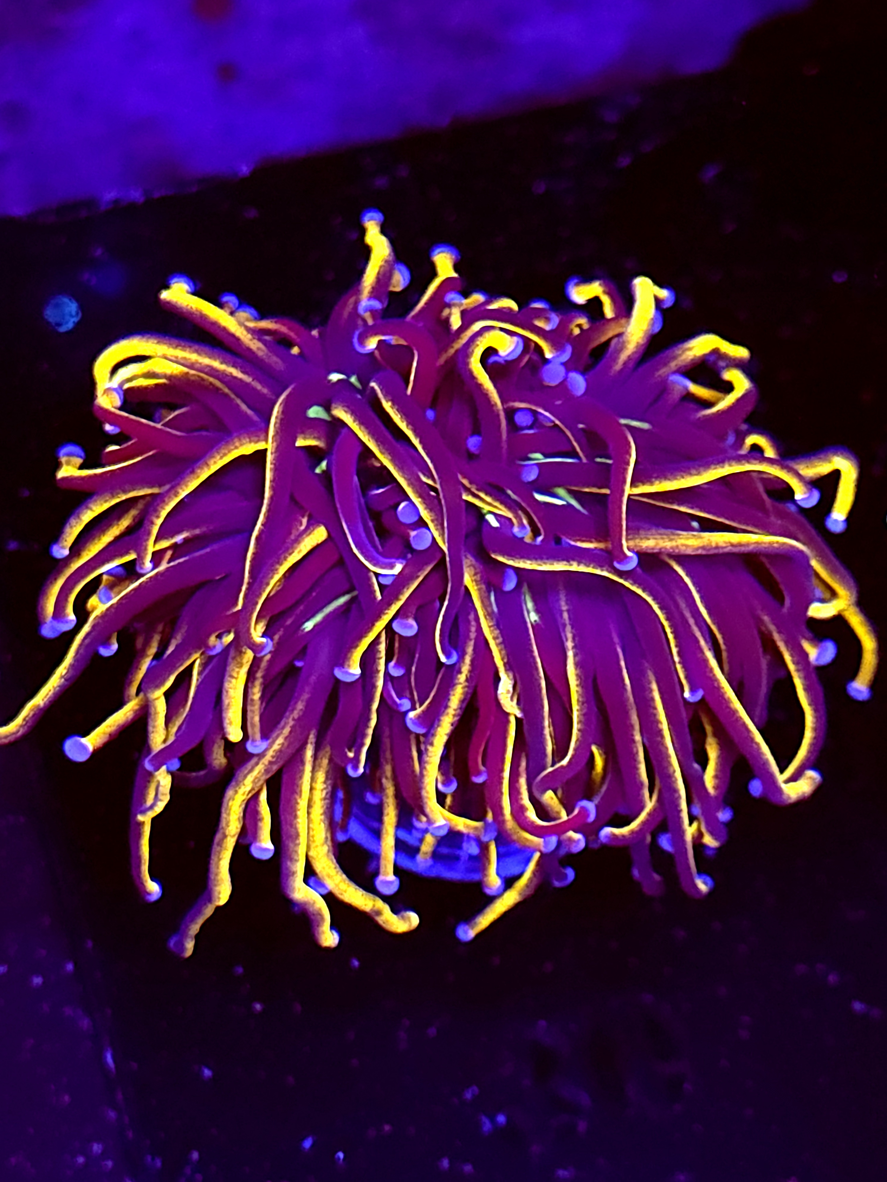 SBB " New York" Nicks Torch