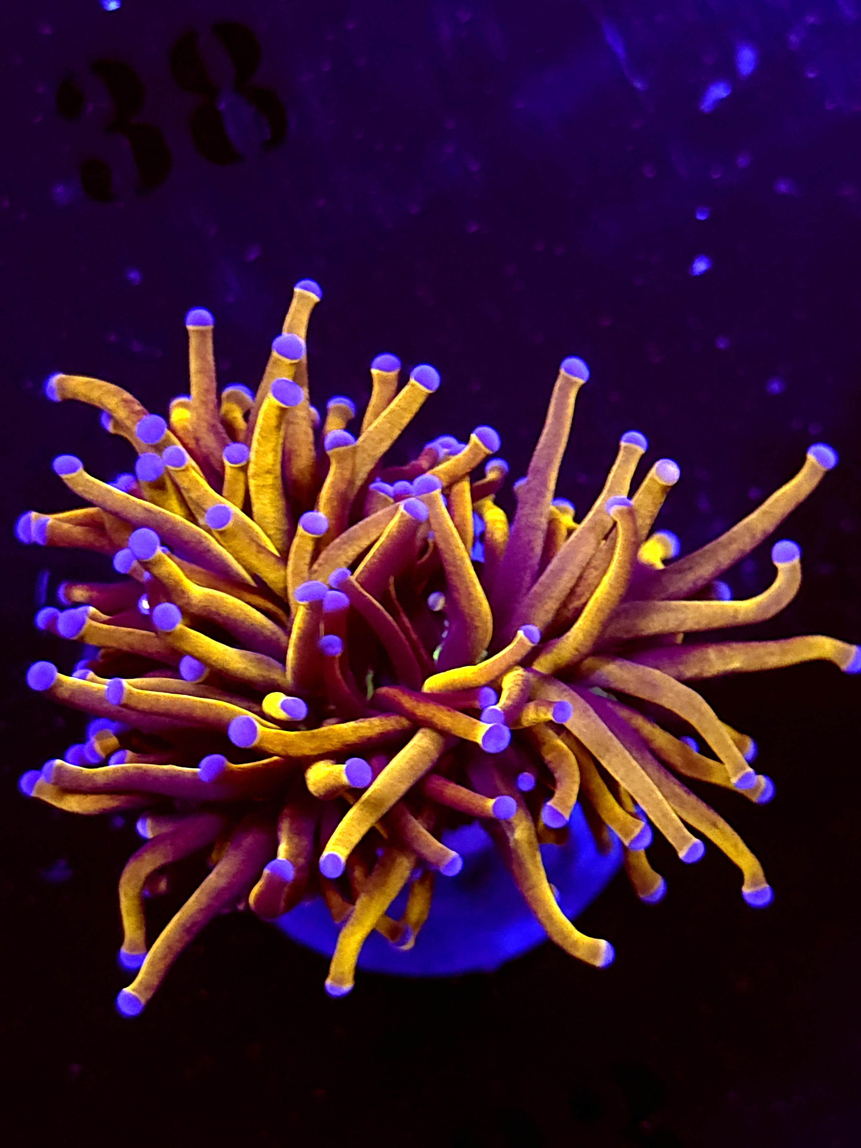 SBB " New York" Nicks Torch