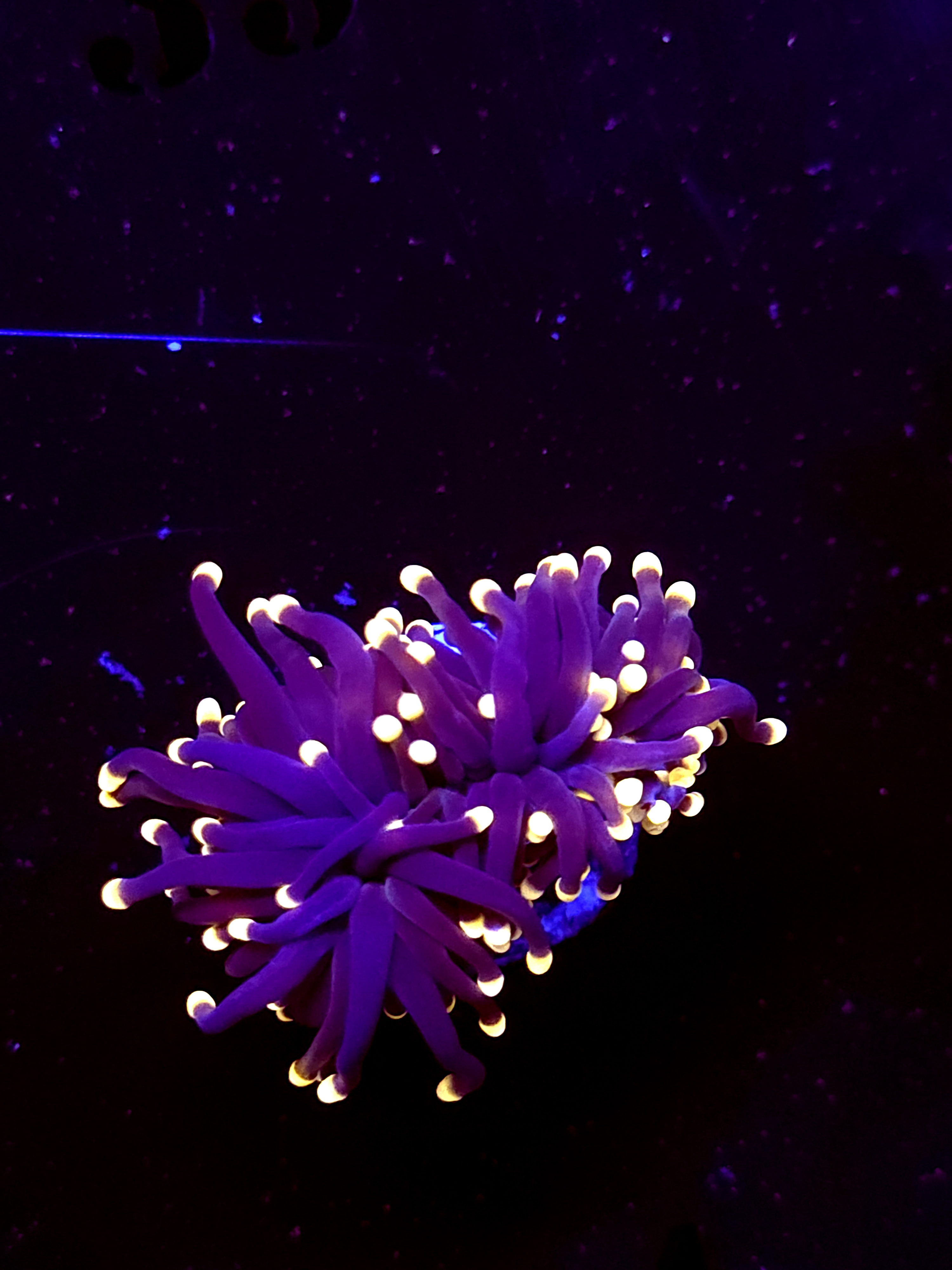 SBB " Black Panther" Torch