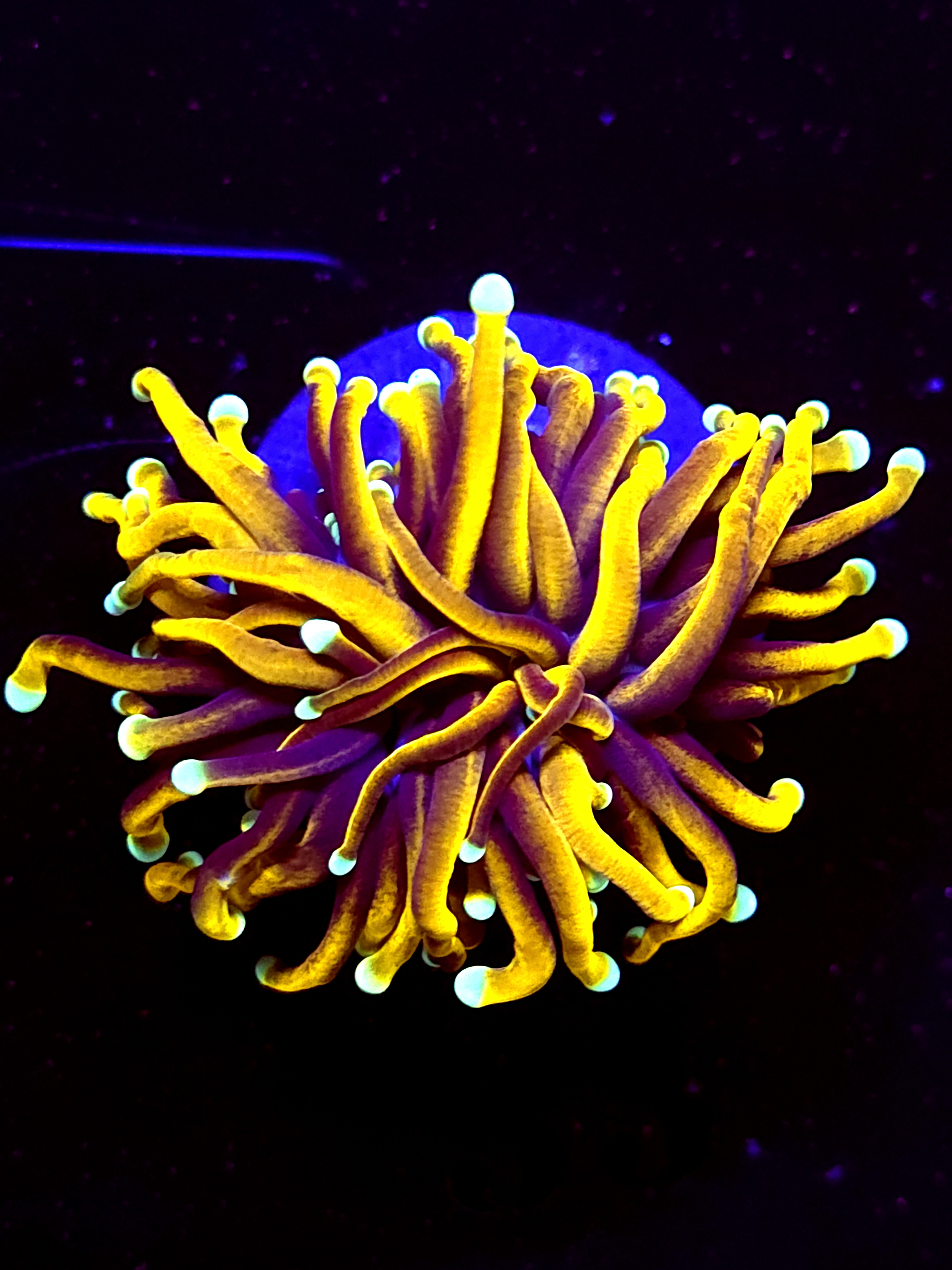 SBB " Dr Strange" Torch