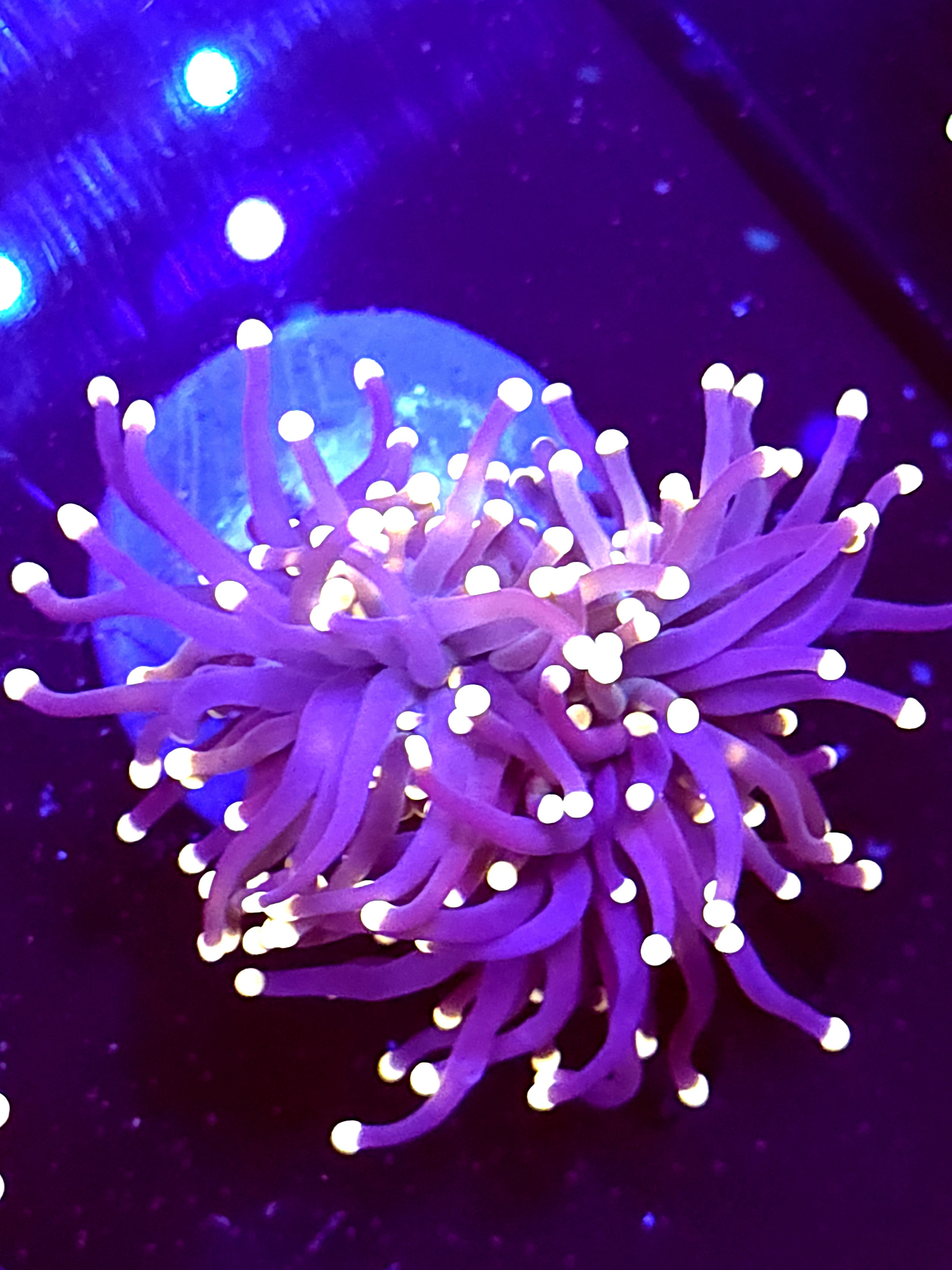 SBB " Black Panther" Torch