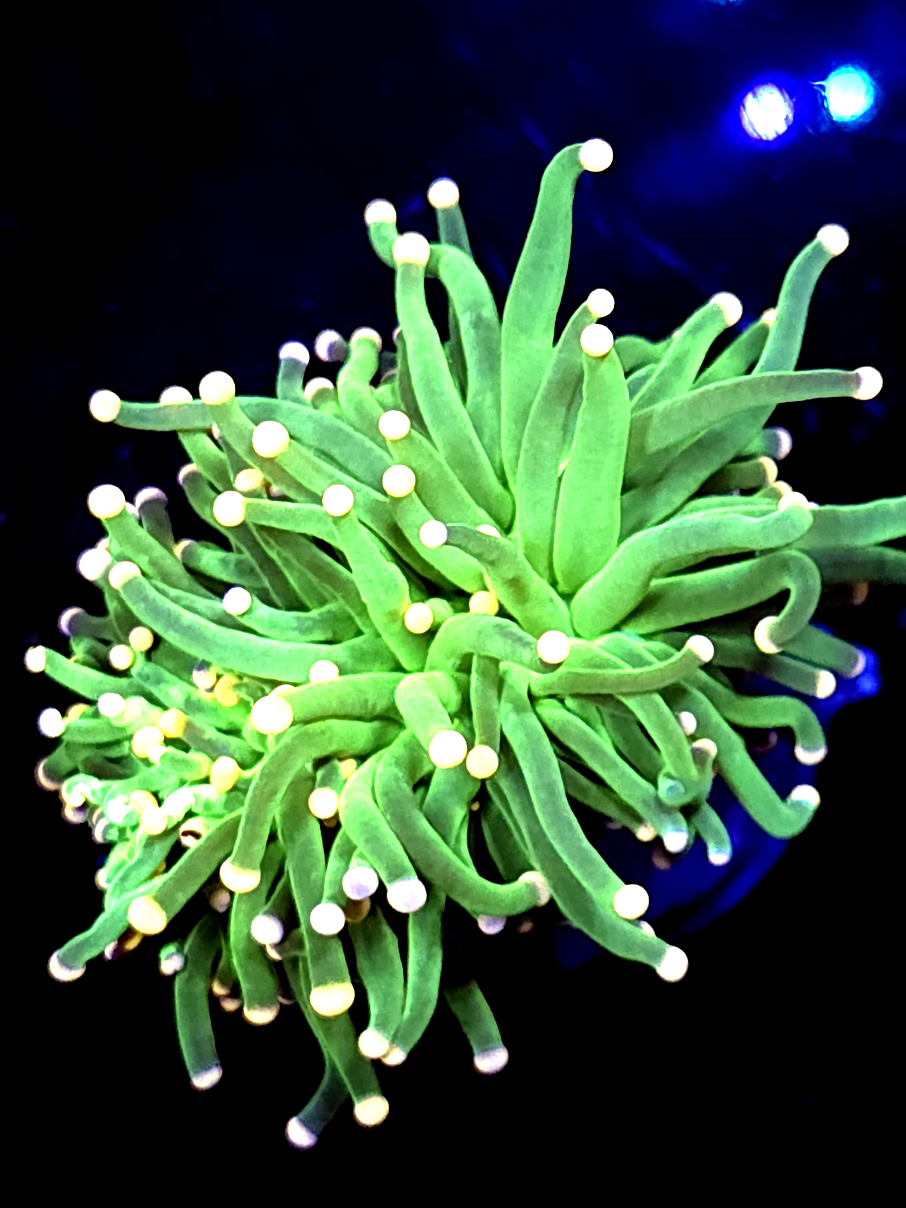 SBB " Keroppi" Torch