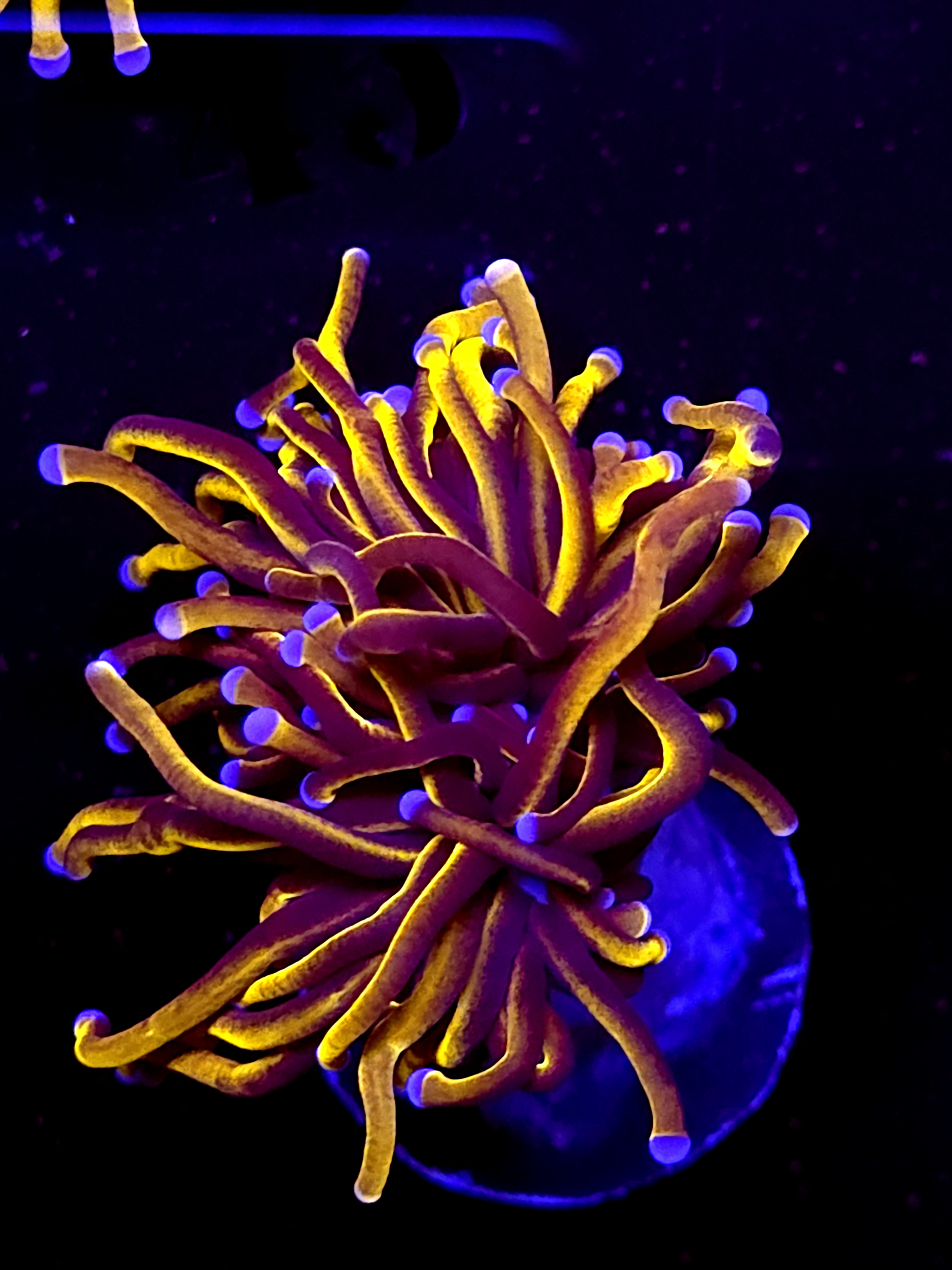 SBB " New York" Nicks Torch