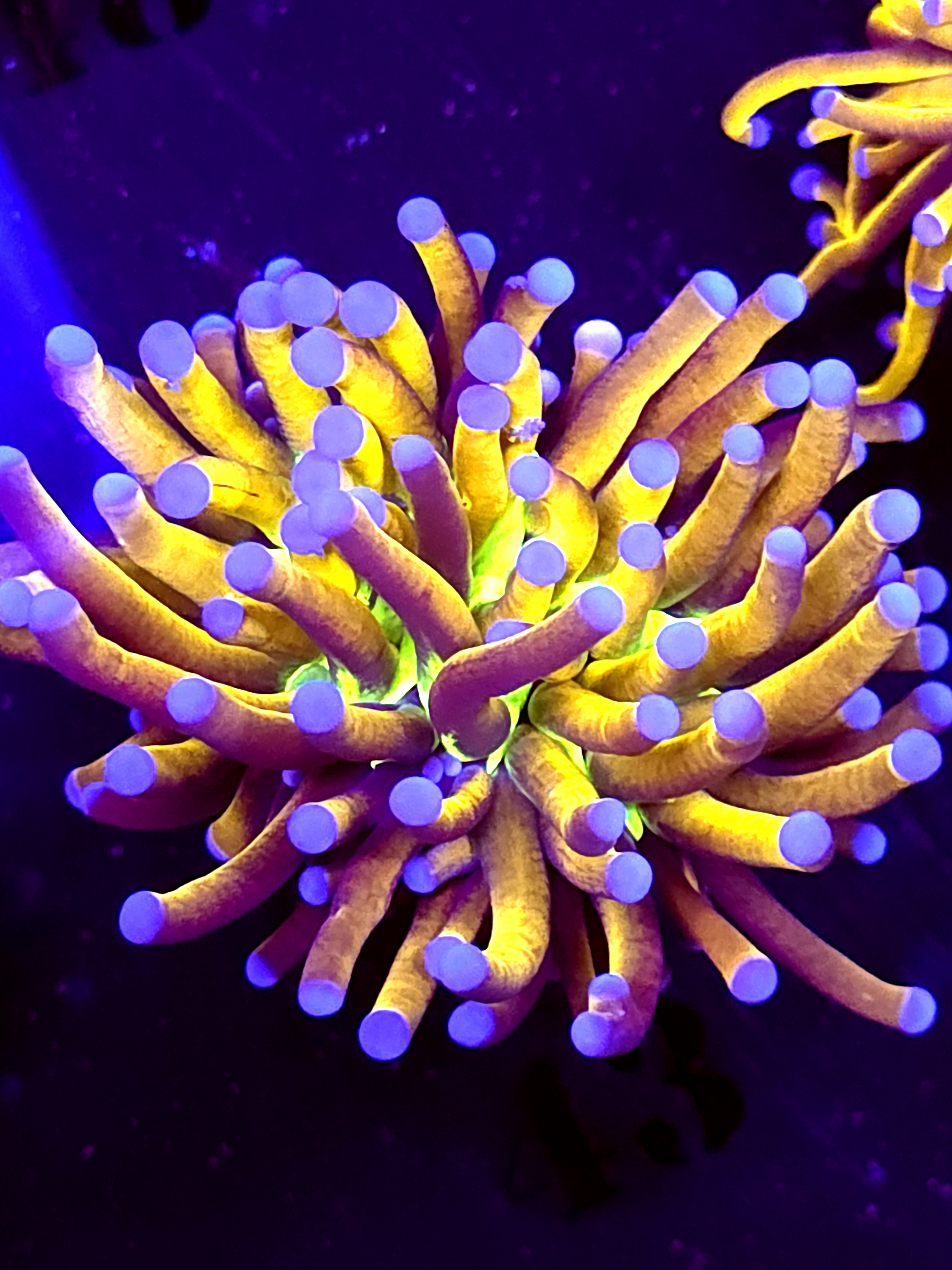 SBB " Iron Monkey' Torch