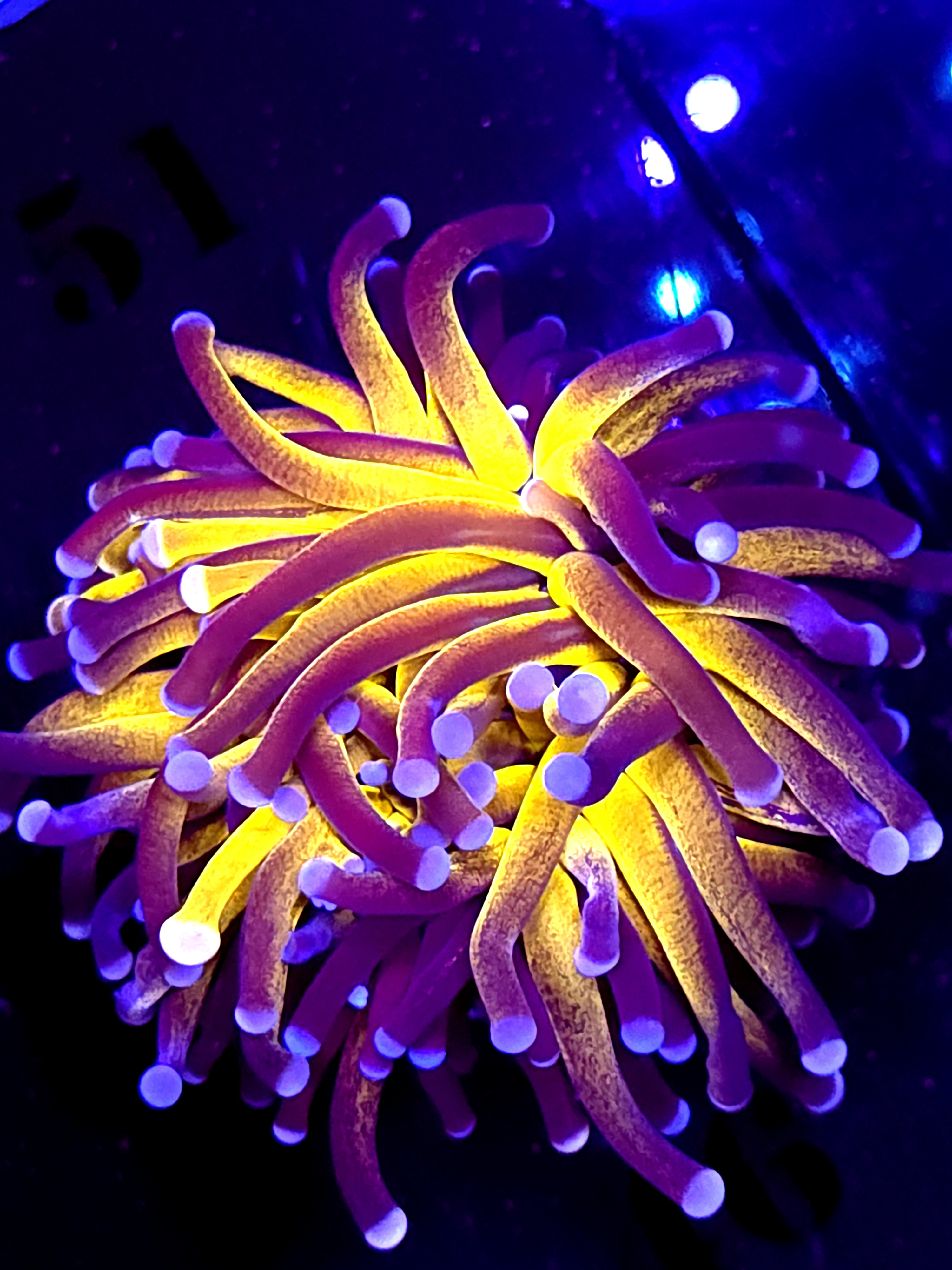 SBB " Black Tiger" Tiger Torch